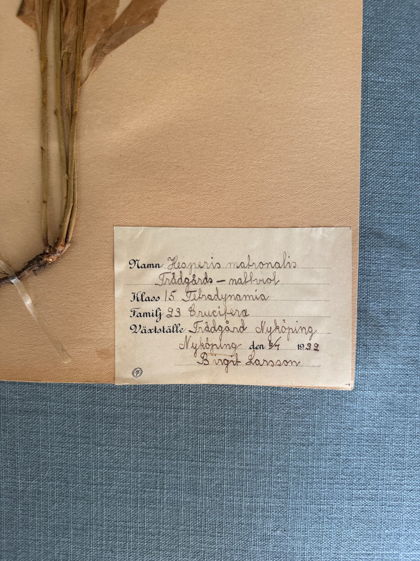 Antique Herbarium Page - Dames Rocket