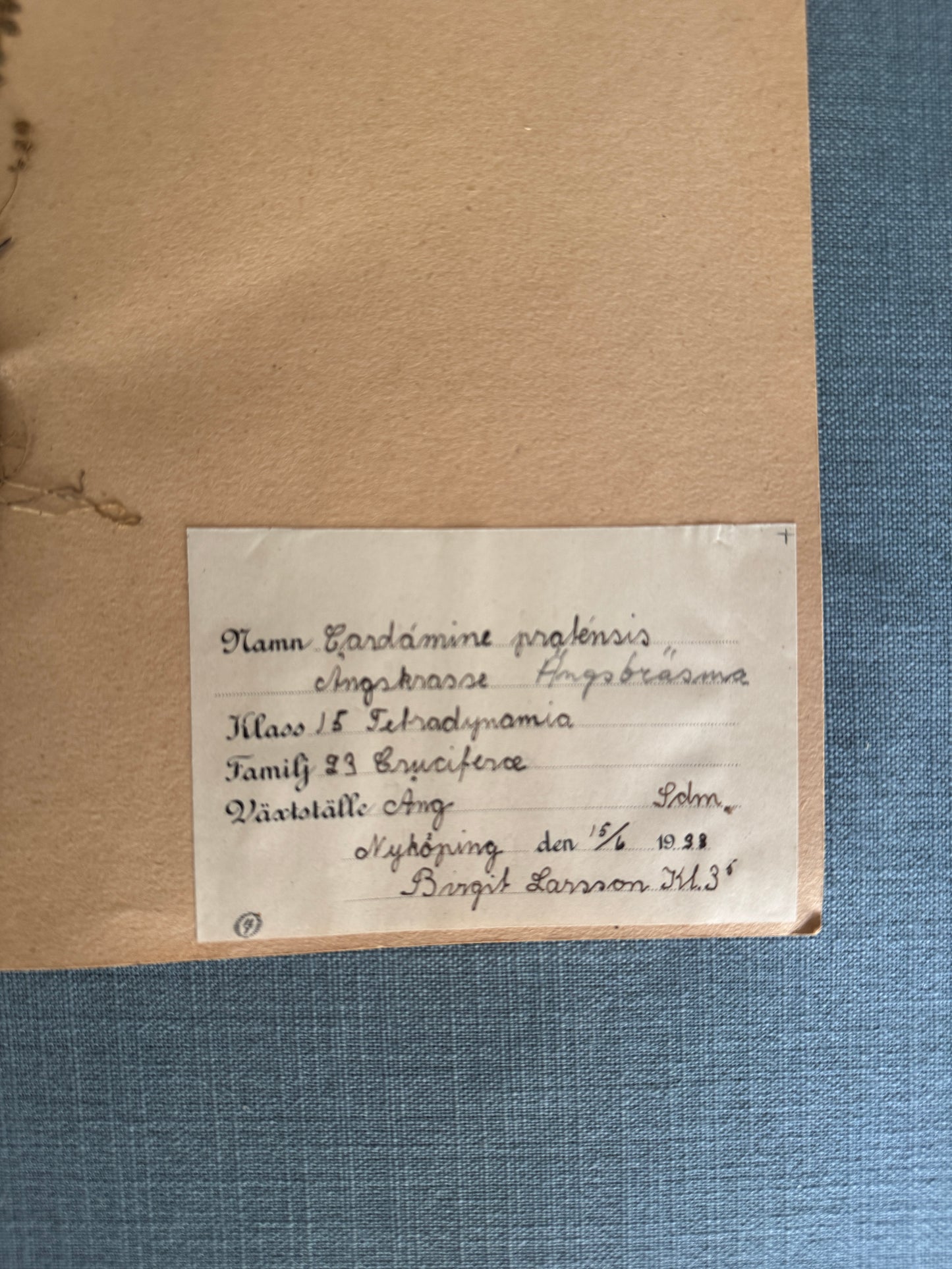 Antique Herbarium Page - Cuckoo Flower