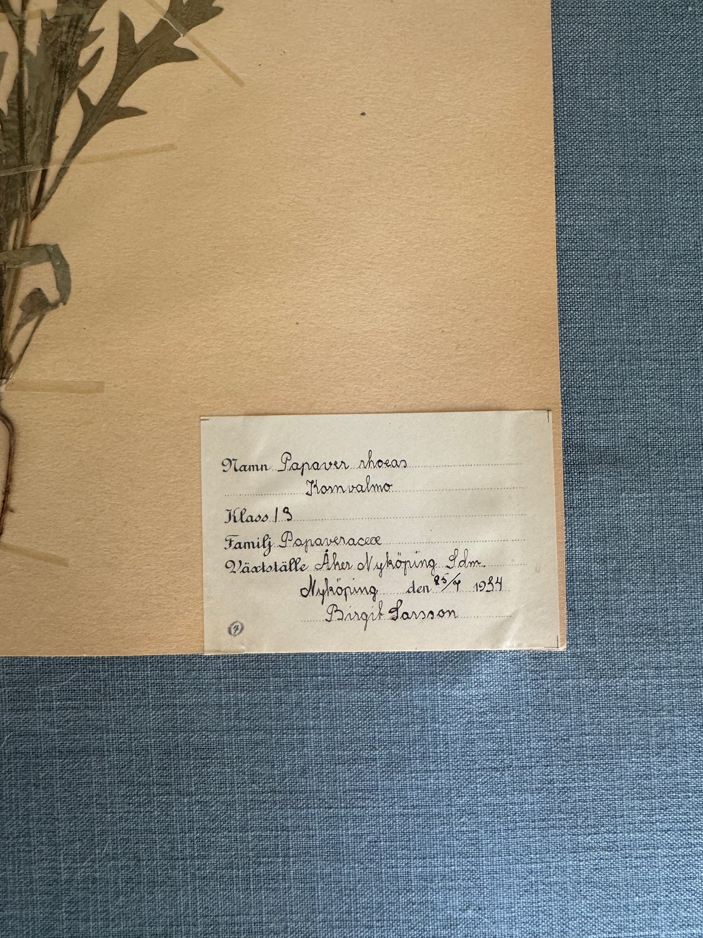 Antique Herbarium Page - Poppy