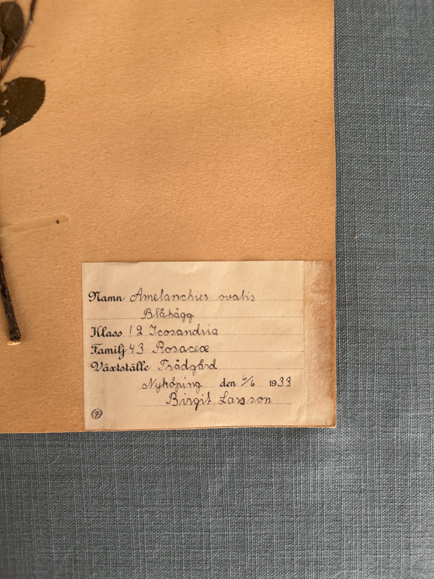 Antique Herbarium Page - Snowy Mespilus