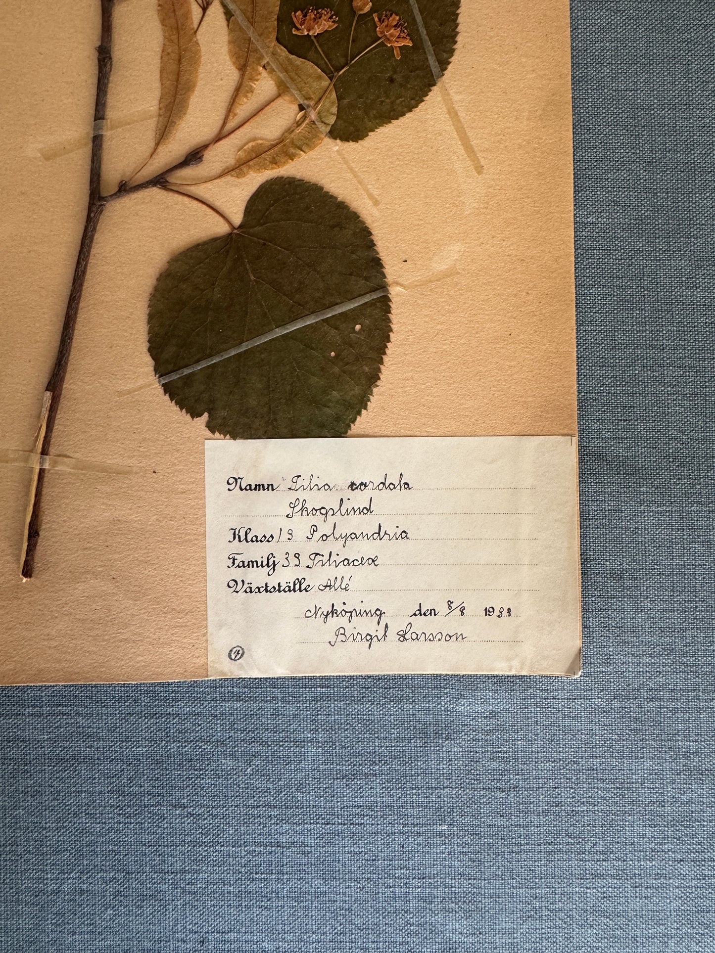 Antique Herbarium Page - Lime Tree