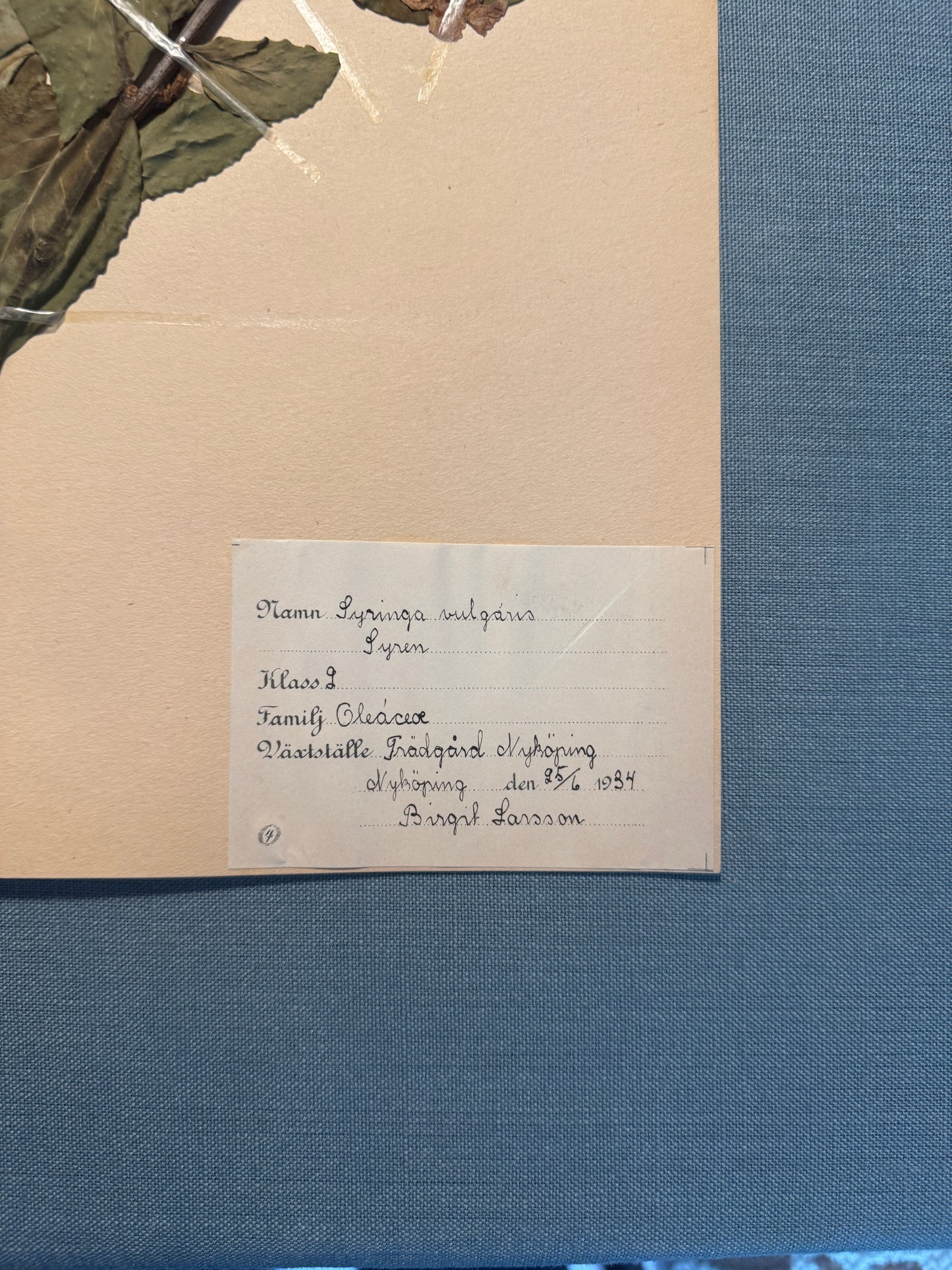 Antique Herbarium Page - Lilac