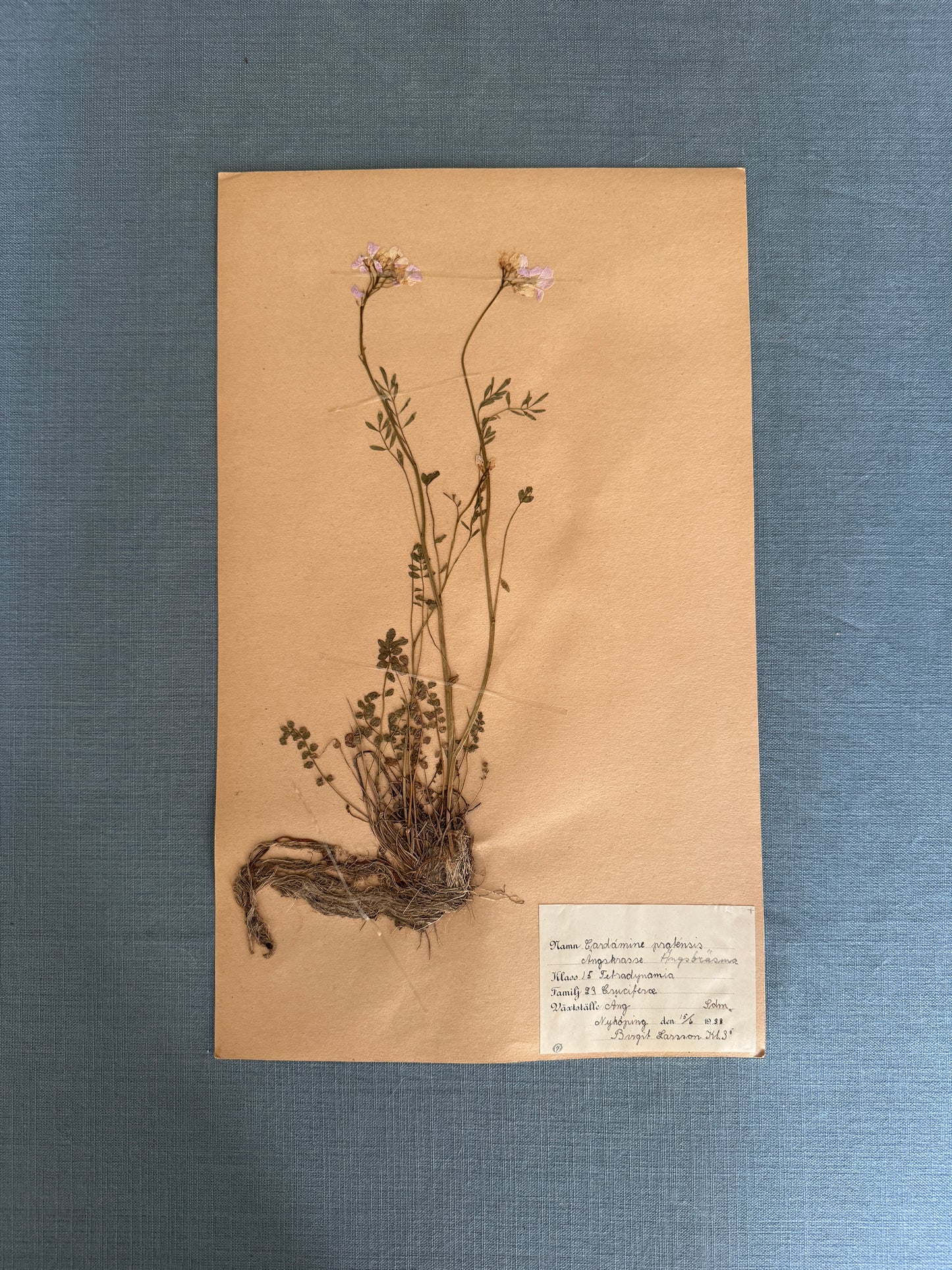 Antique Herbarium Page - Cuckoo Flower
