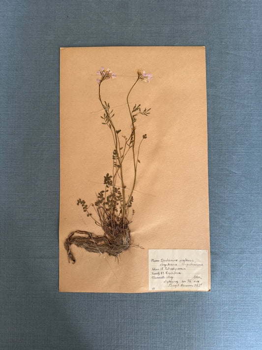 Antique Herbarium Page - Cuckoo Flower