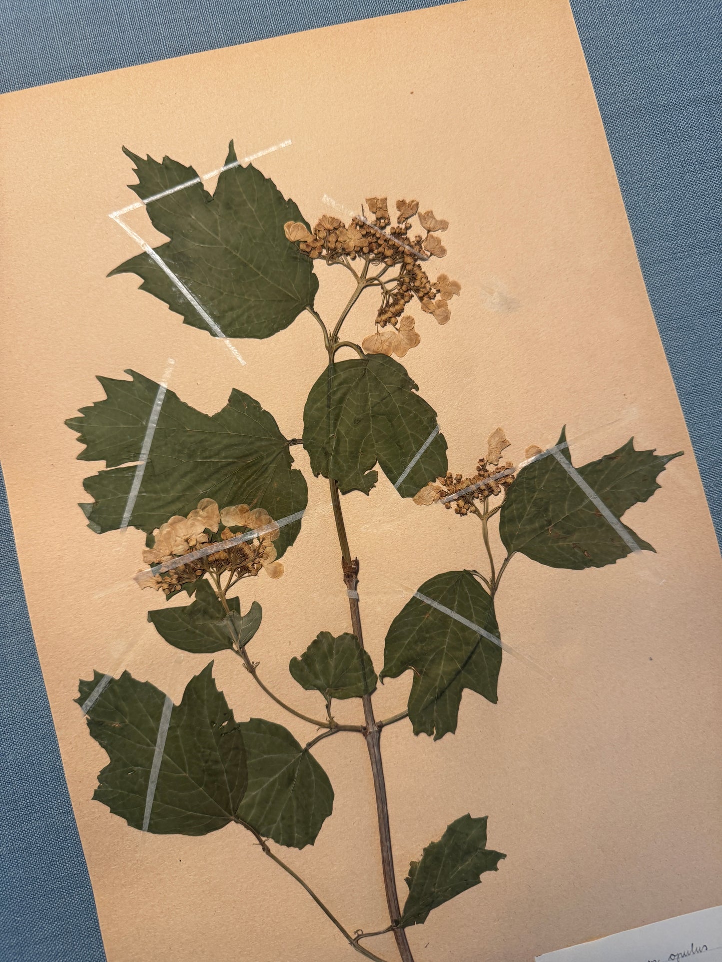 Antique Herbarium Page - Guelder Rose