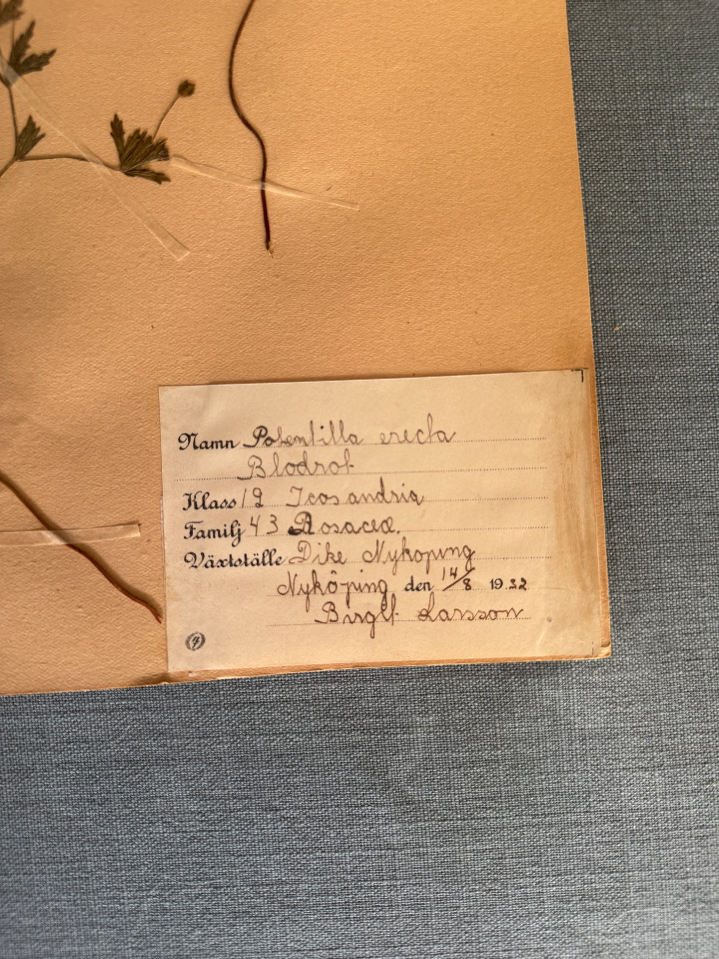 Antique Herbarium Page - Tormentil