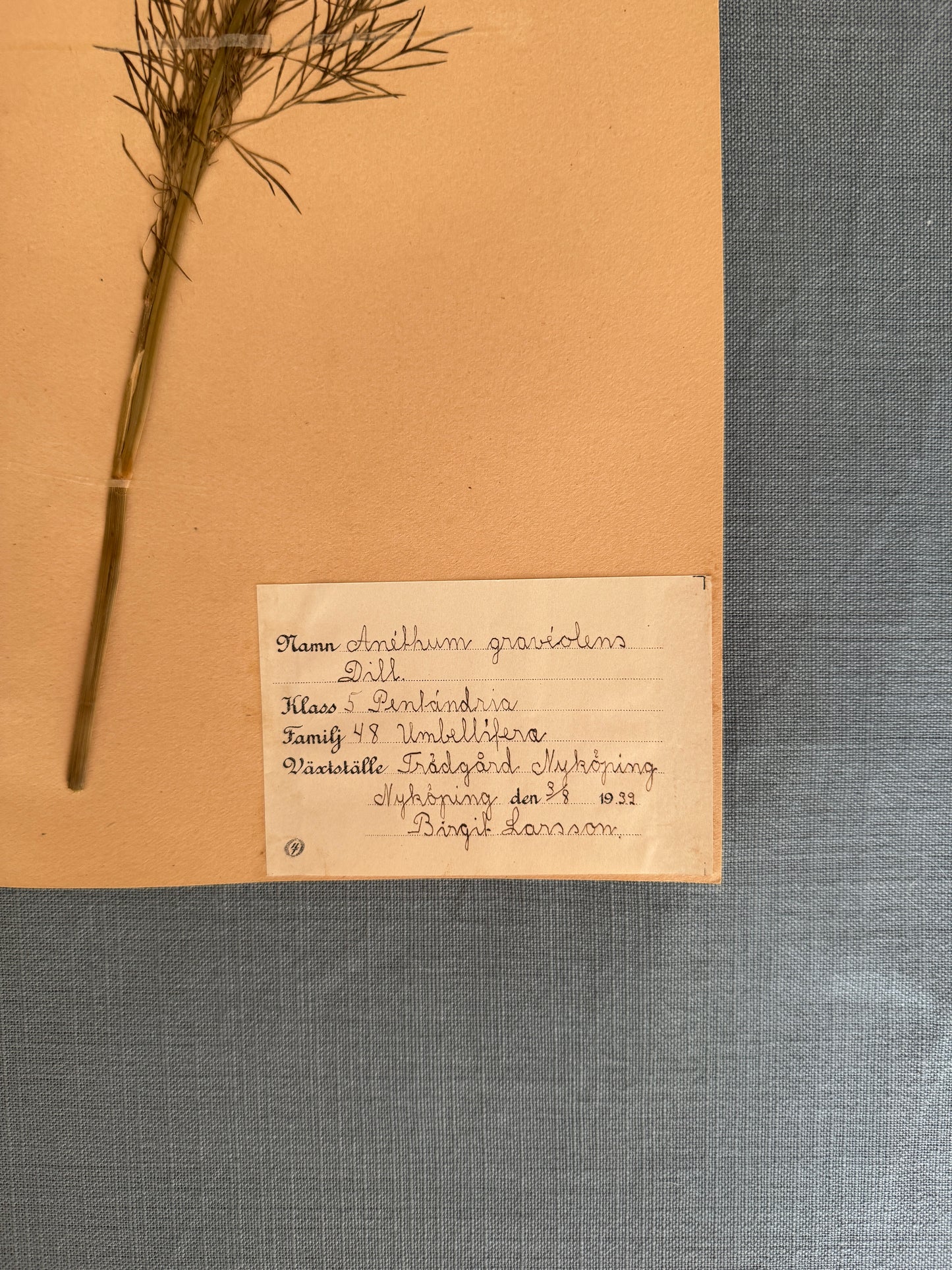 Antique Herbarium Page - Dill