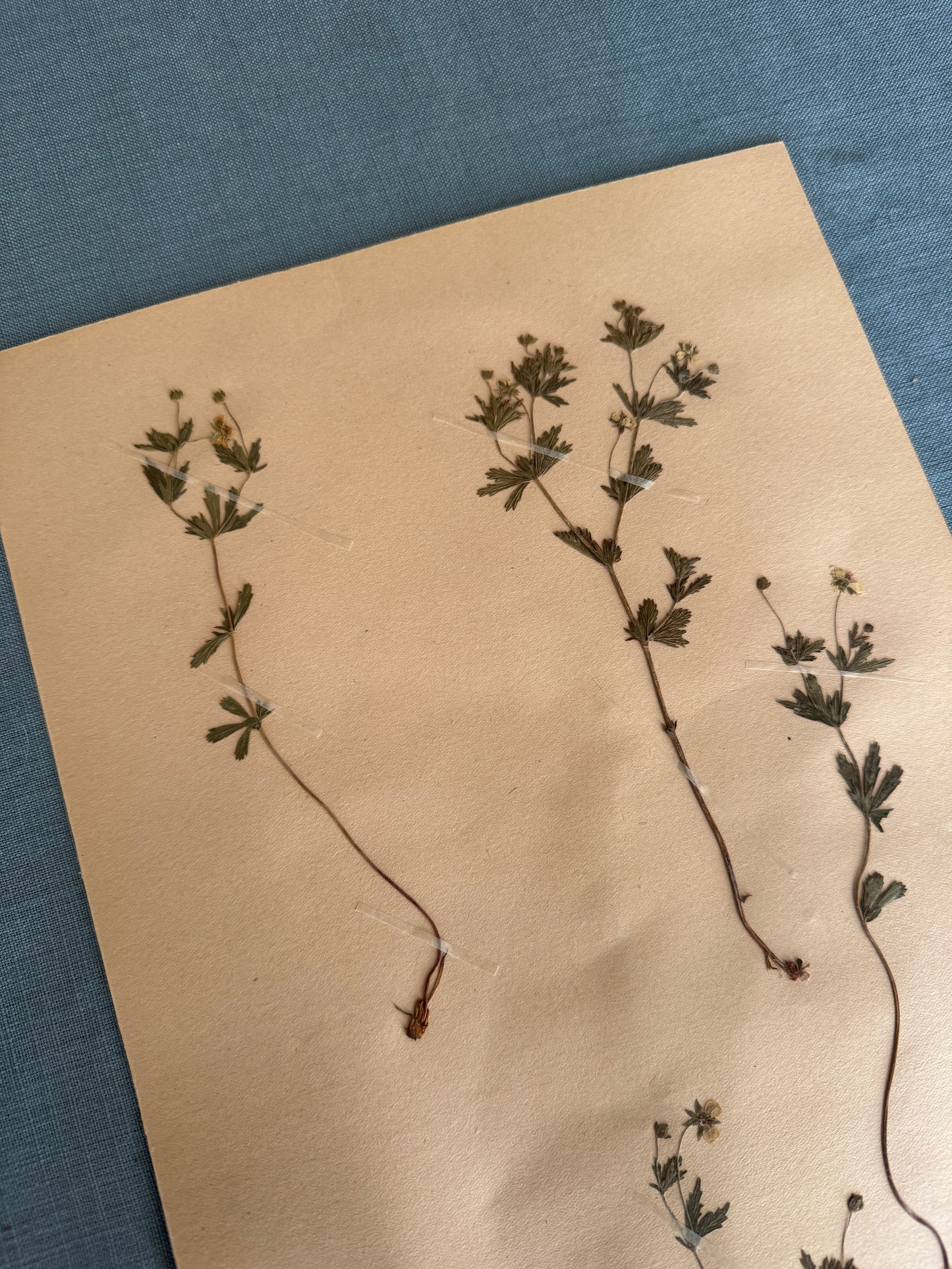 Antique Herbarium Page - Tormentil