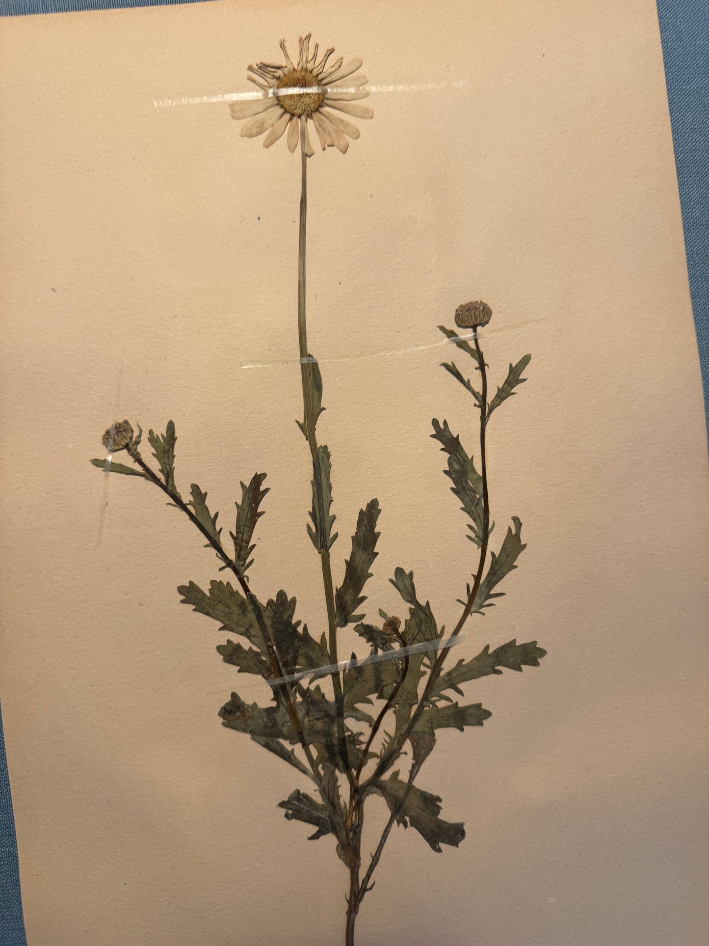 Antique Herbarium Page - Ox-Eye Daisy