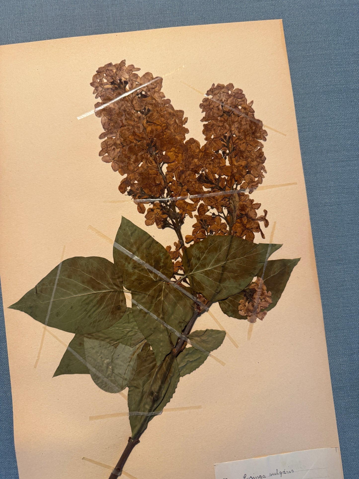 Antique Herbarium Page - Lilac