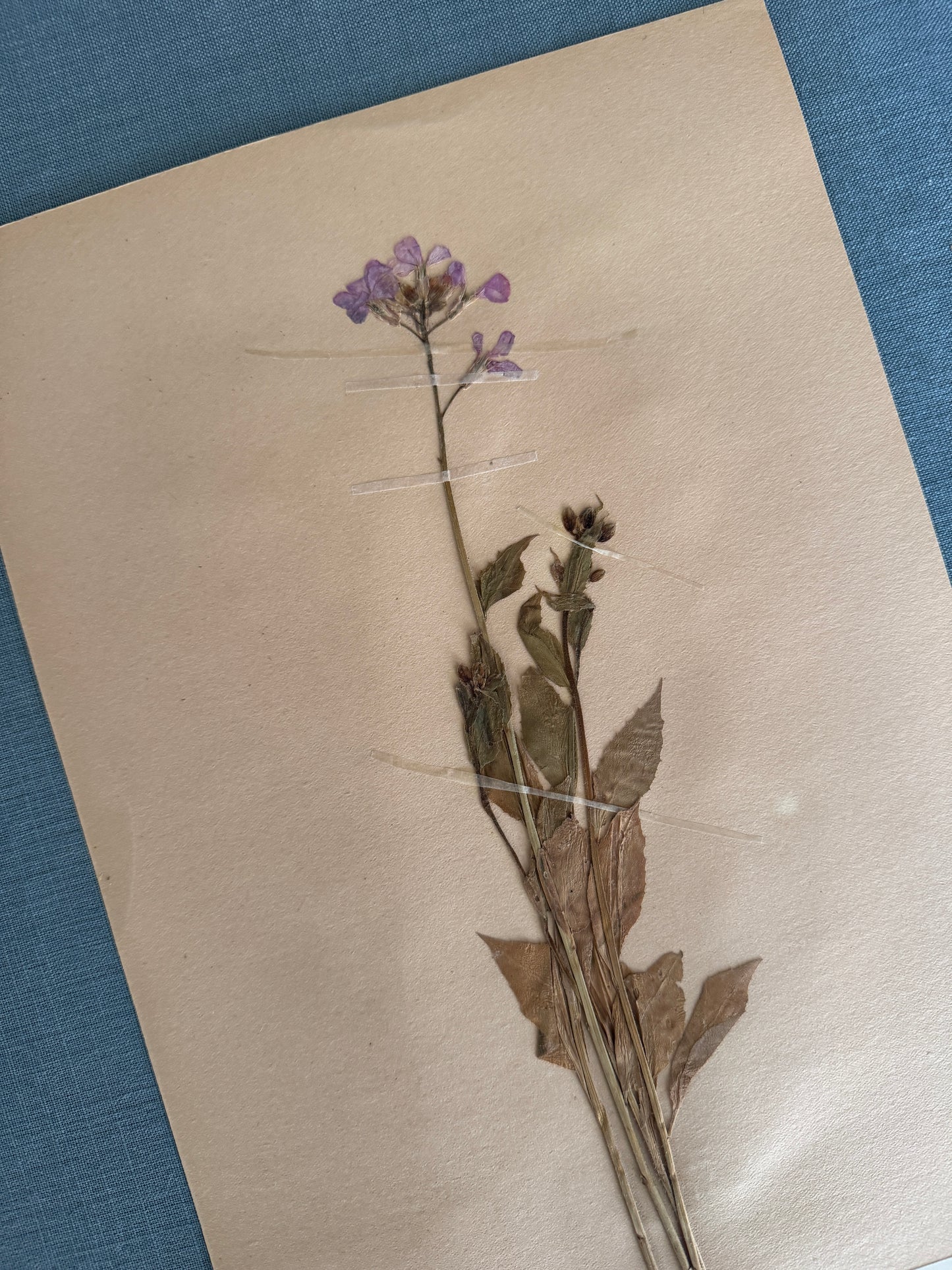 Antique Herbarium Page - Dames Rocket