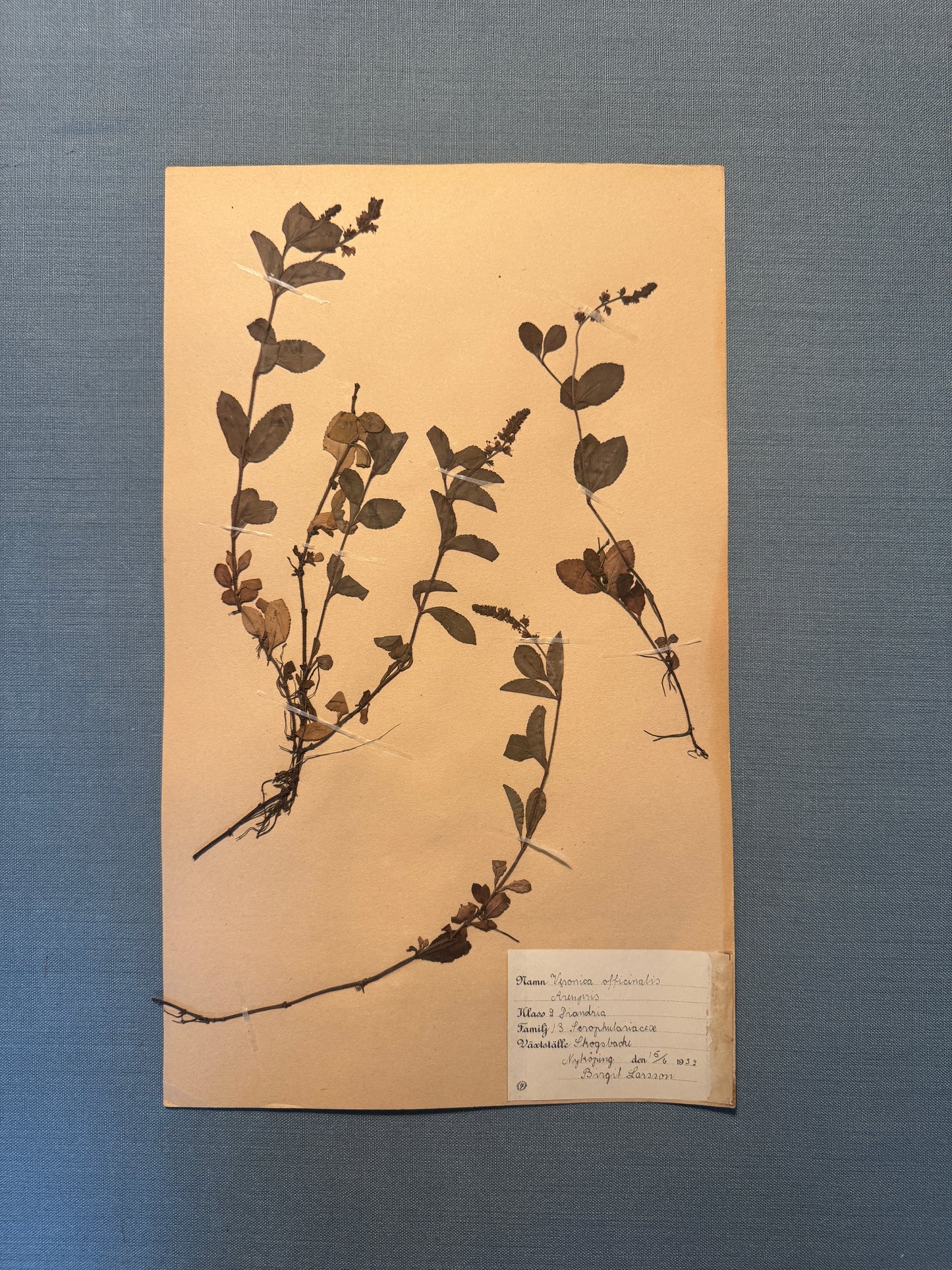 Antique Herbarium Page - Heath Speedwell