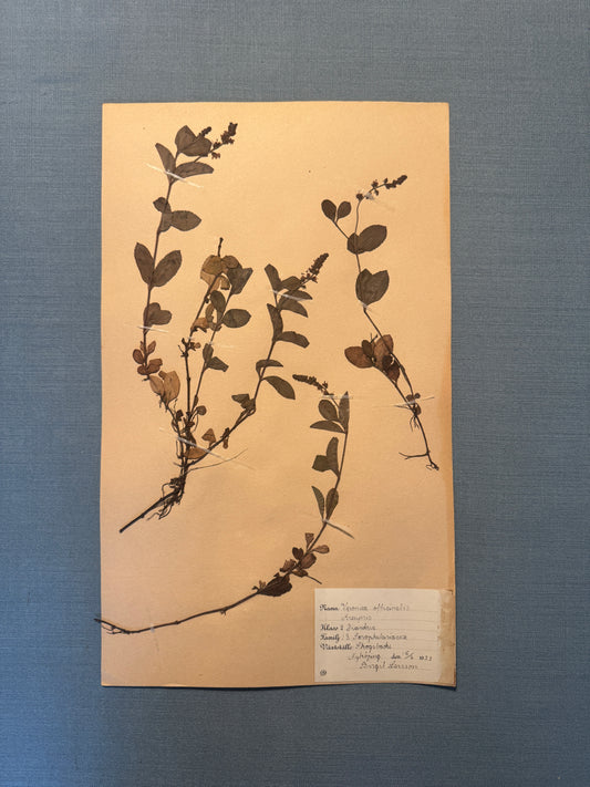 Antique Herbarium Page - Heath Speedwell