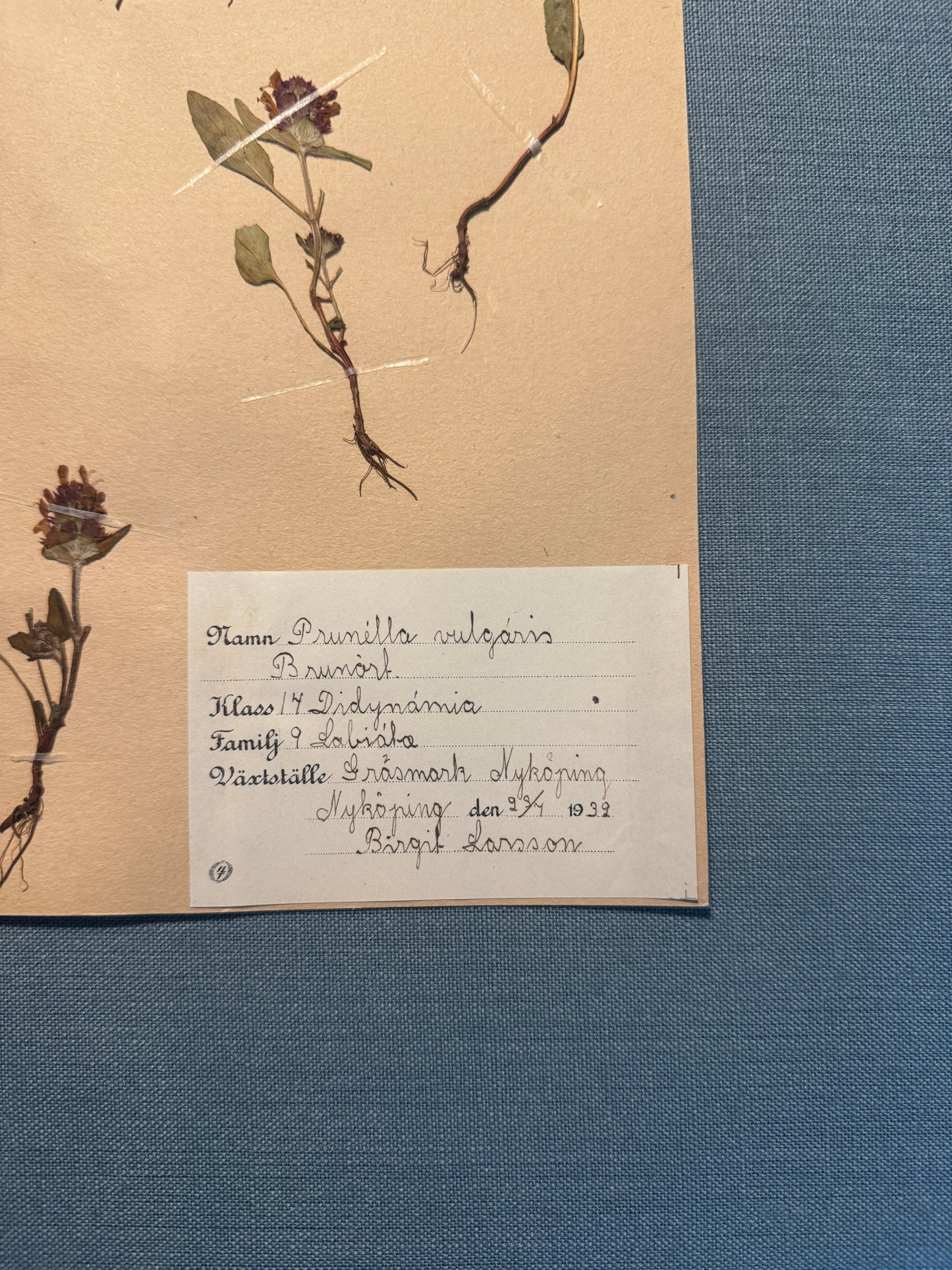 Antique Herbarium Page - Selfheal