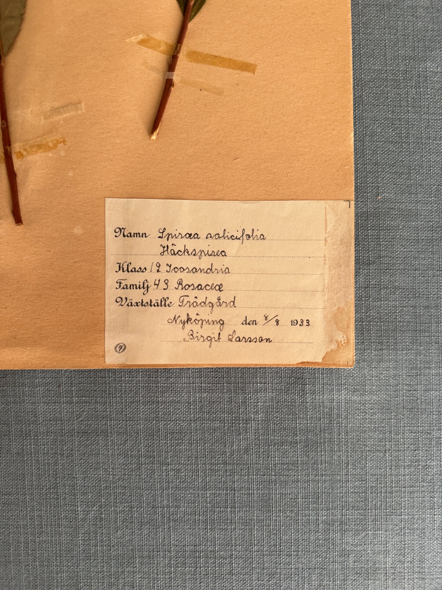 Antique Herbarium Page - Bridewort