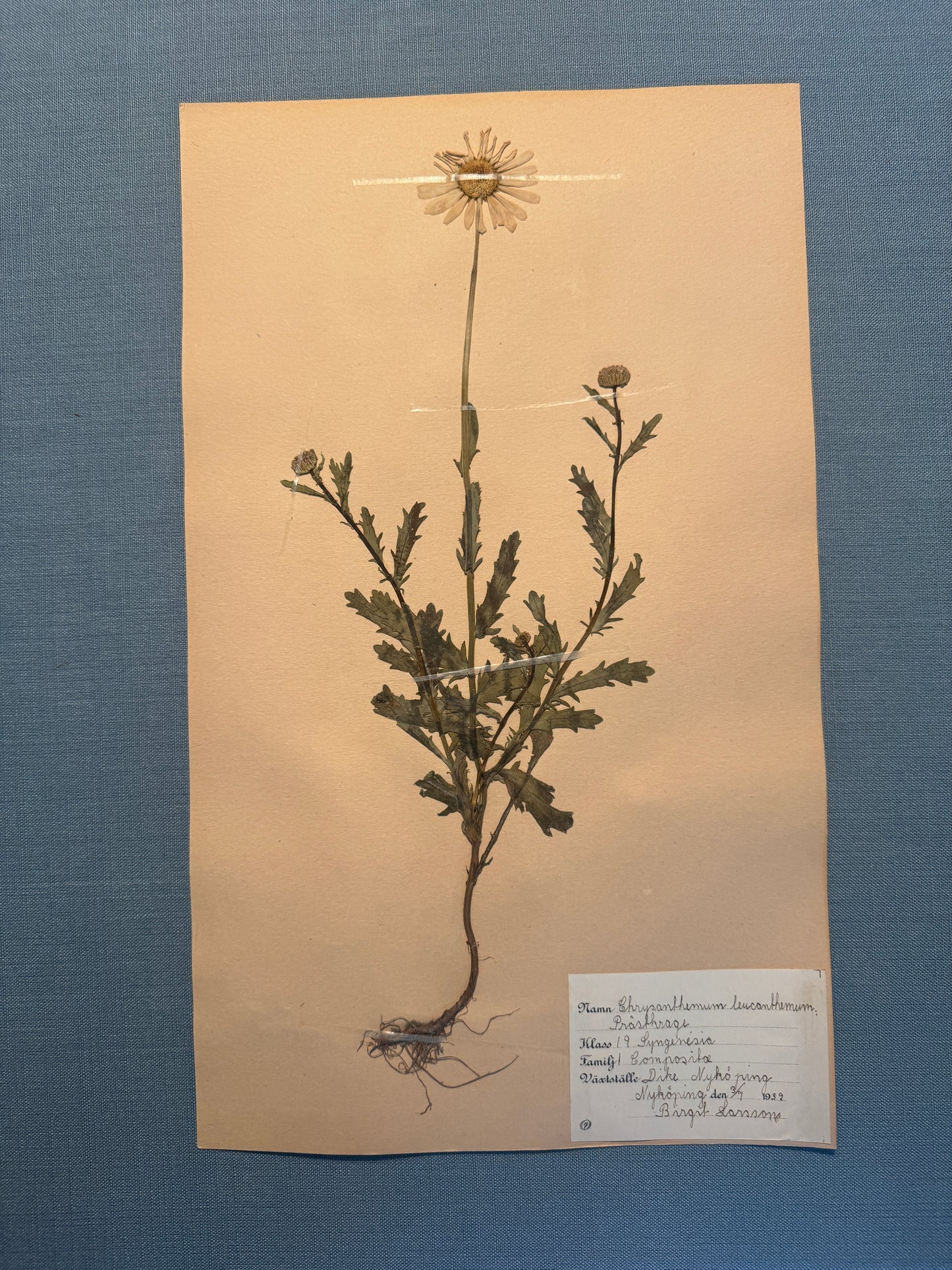 Antique Herbarium Page - Ox-Eye Daisy