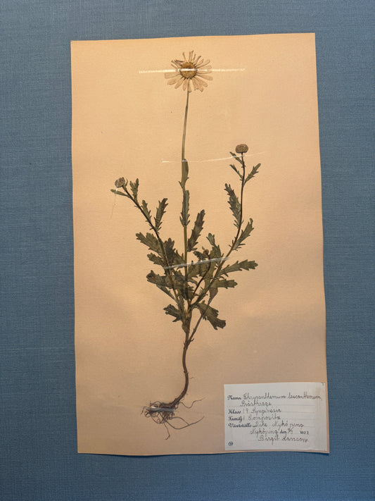 Antique Herbarium Page - Ox-Eye Daisy