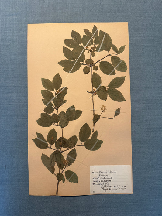 Antique Herbarium Page - Honeysuckle