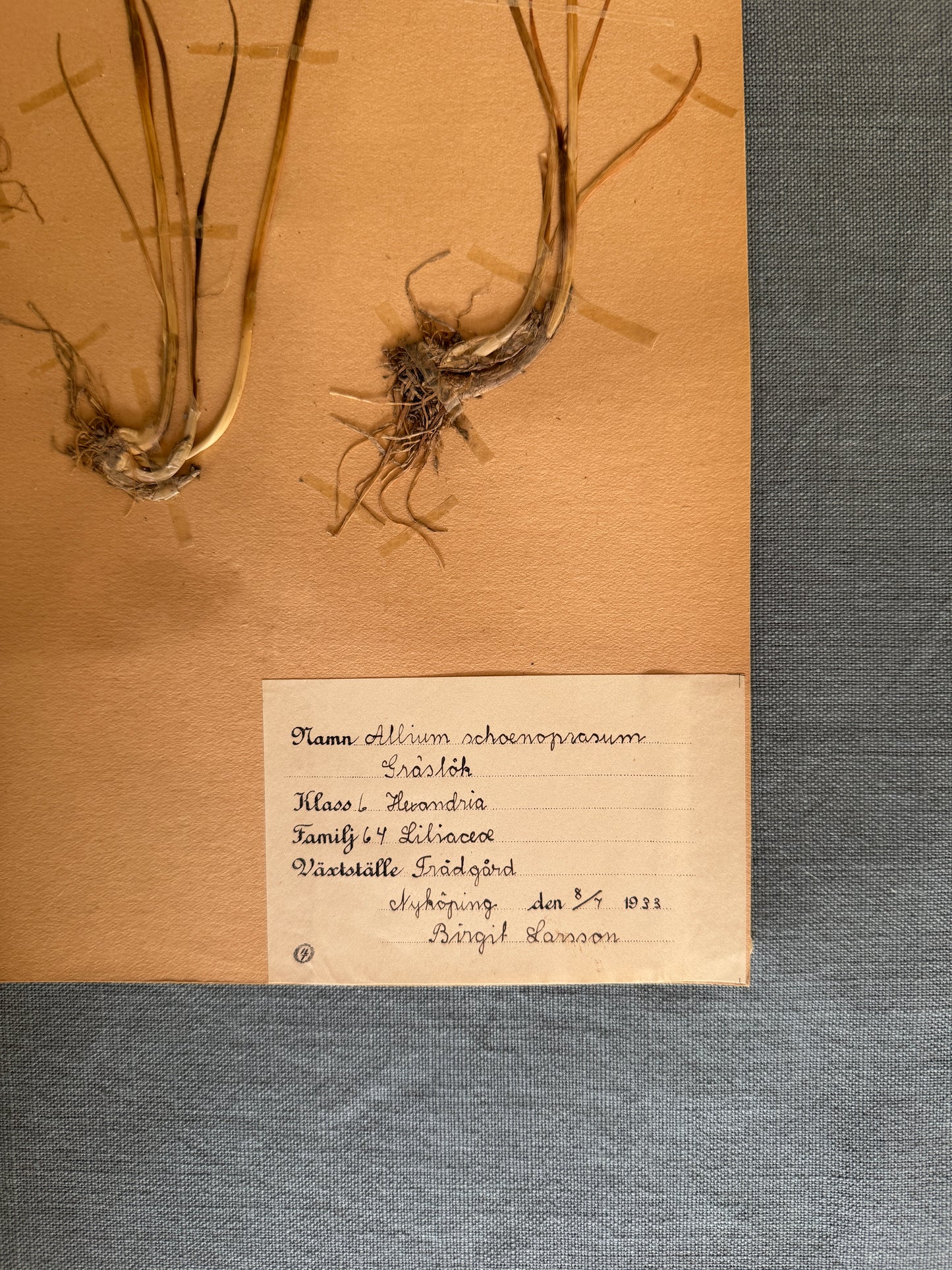 Antique Herbarium Page - Chives
