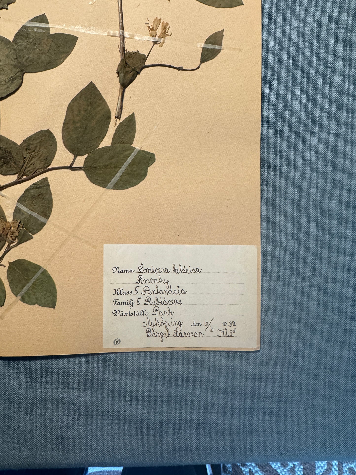 Antique Herbarium Page - Honeysuckle