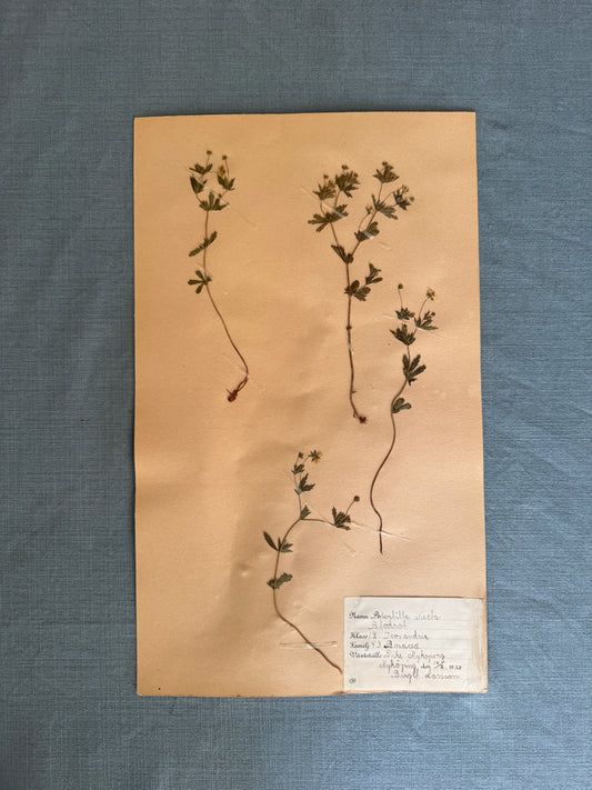 Antique Herbarium Page - Tormentil