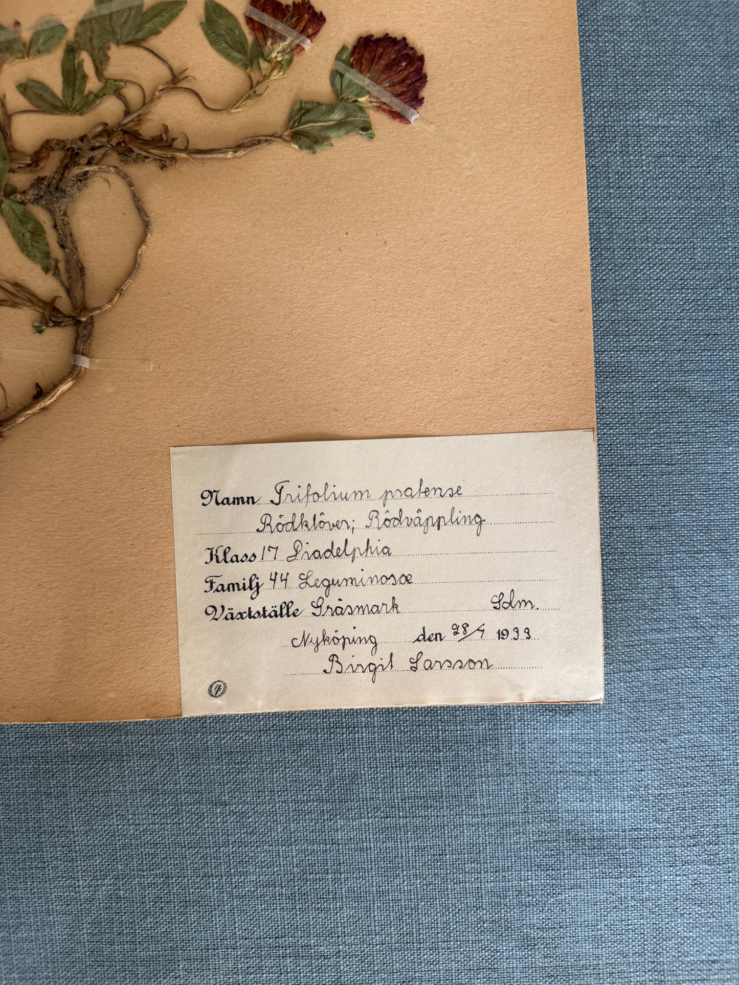 Antique Herbarium Page - Red Clover