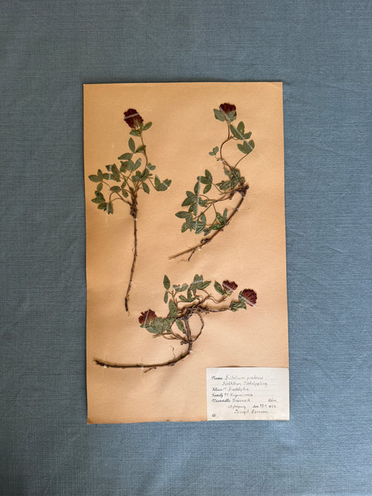 Antique Herbarium Page - Red Clover