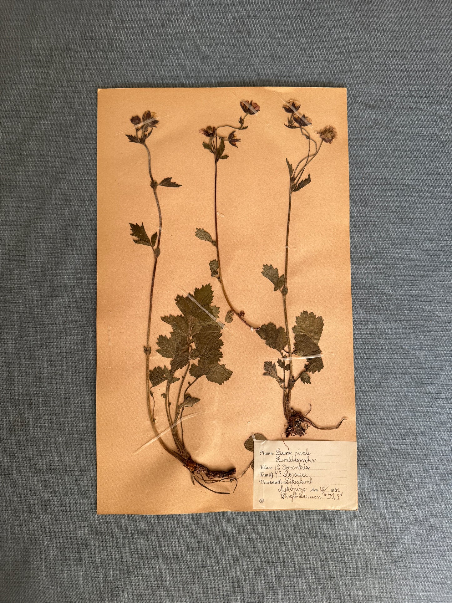 Antique Herbarium Page - Water Avens
