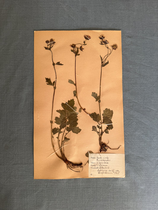 Antique Herbarium Page - Water Avens