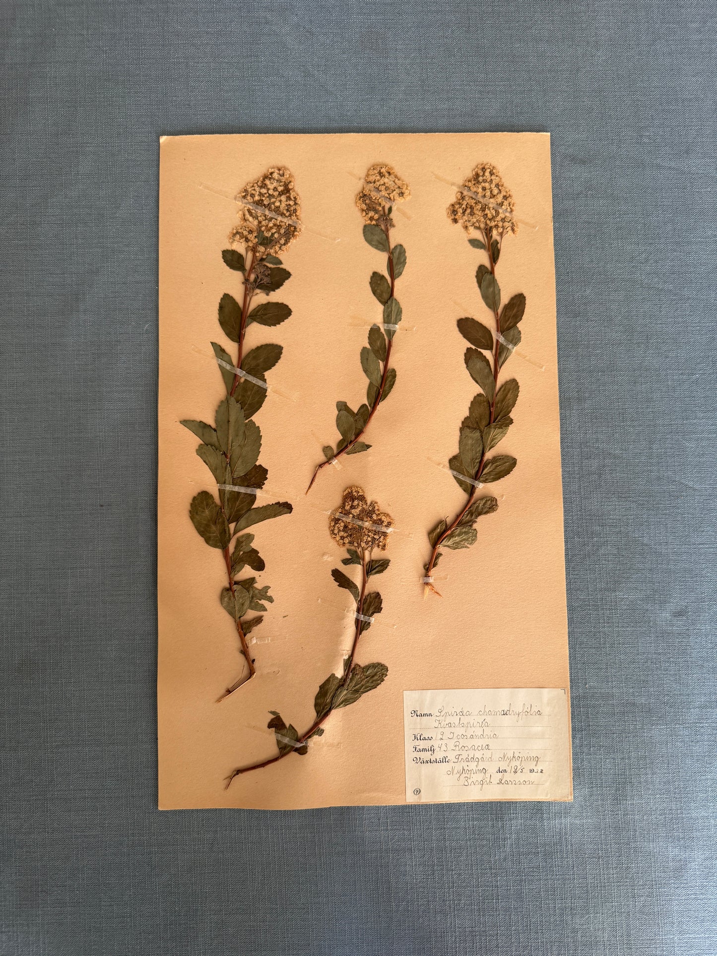 Antique Herbarium Page - Meadowsweet