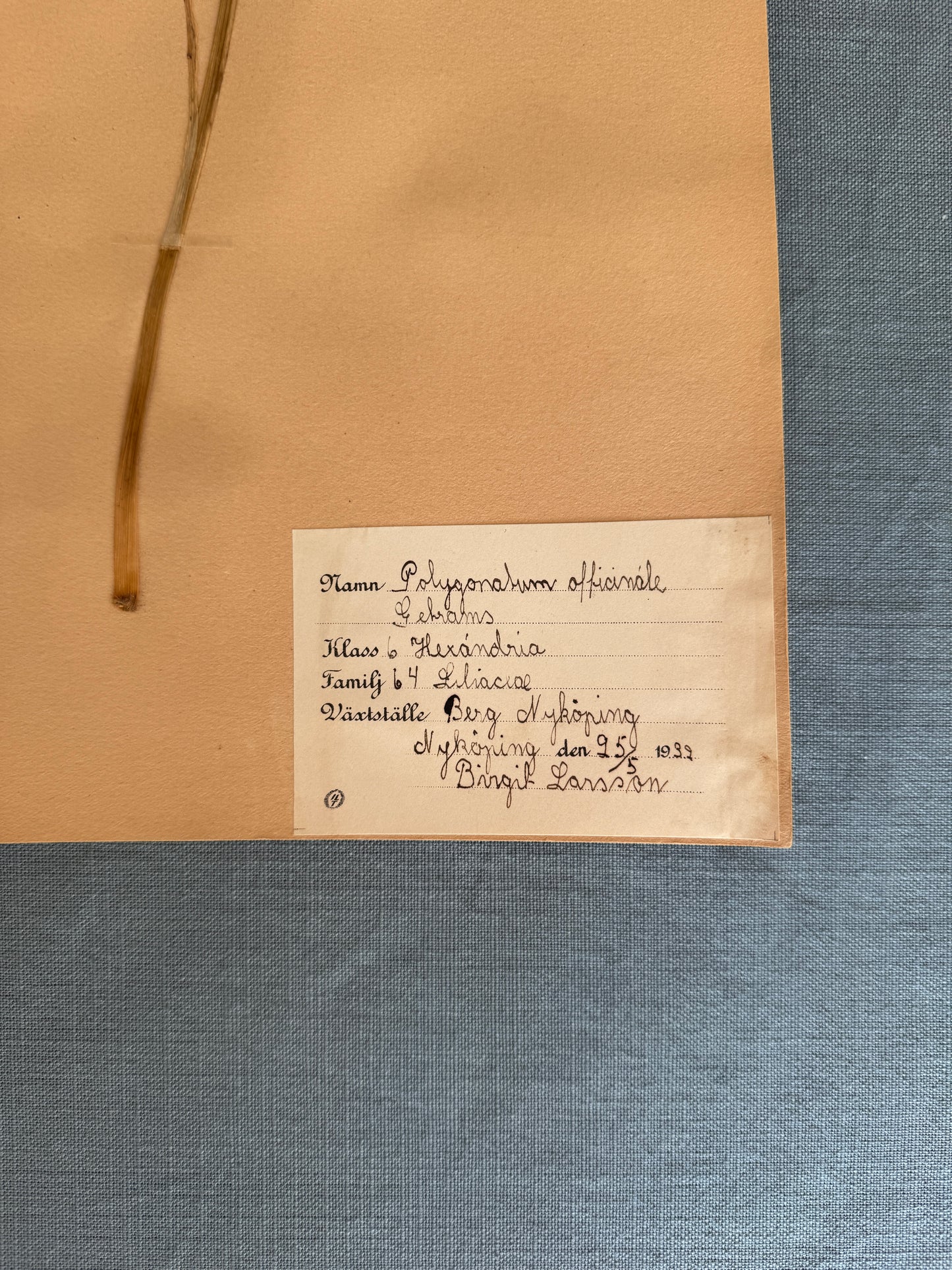 Antique Herbarium Page - Solomon’s Seal