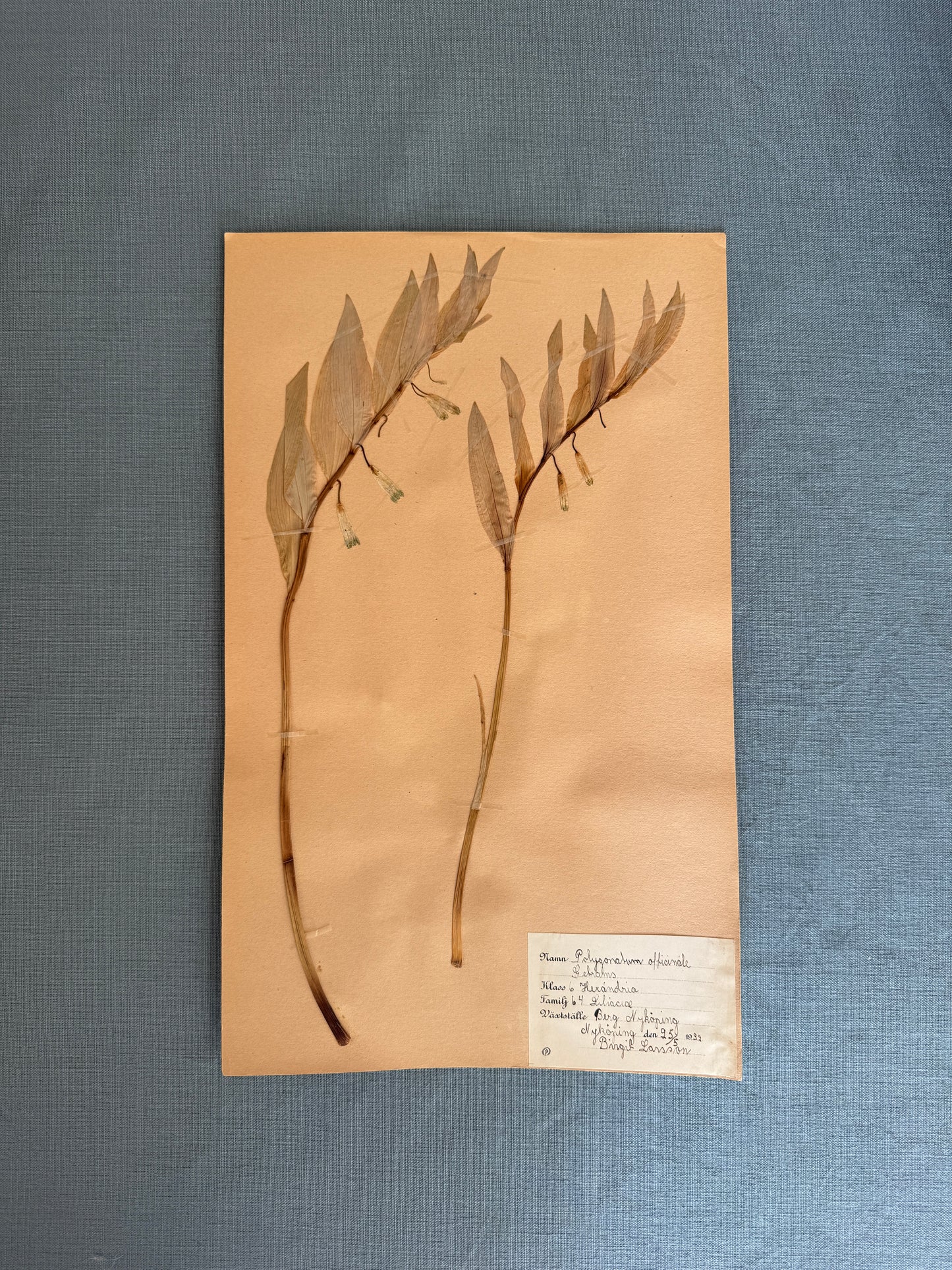 Antique Herbarium Page - Solomon’s Seal