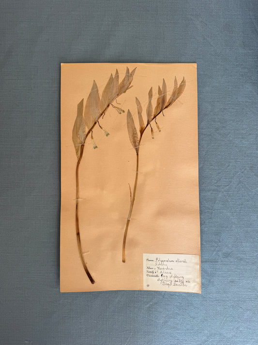 Antique Herbarium Page - Solomon’s Seal