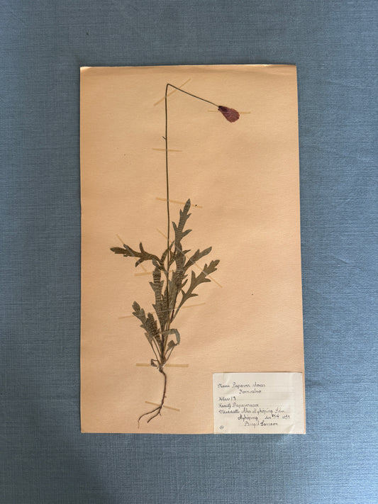 Antique Herbarium Page - Poppy