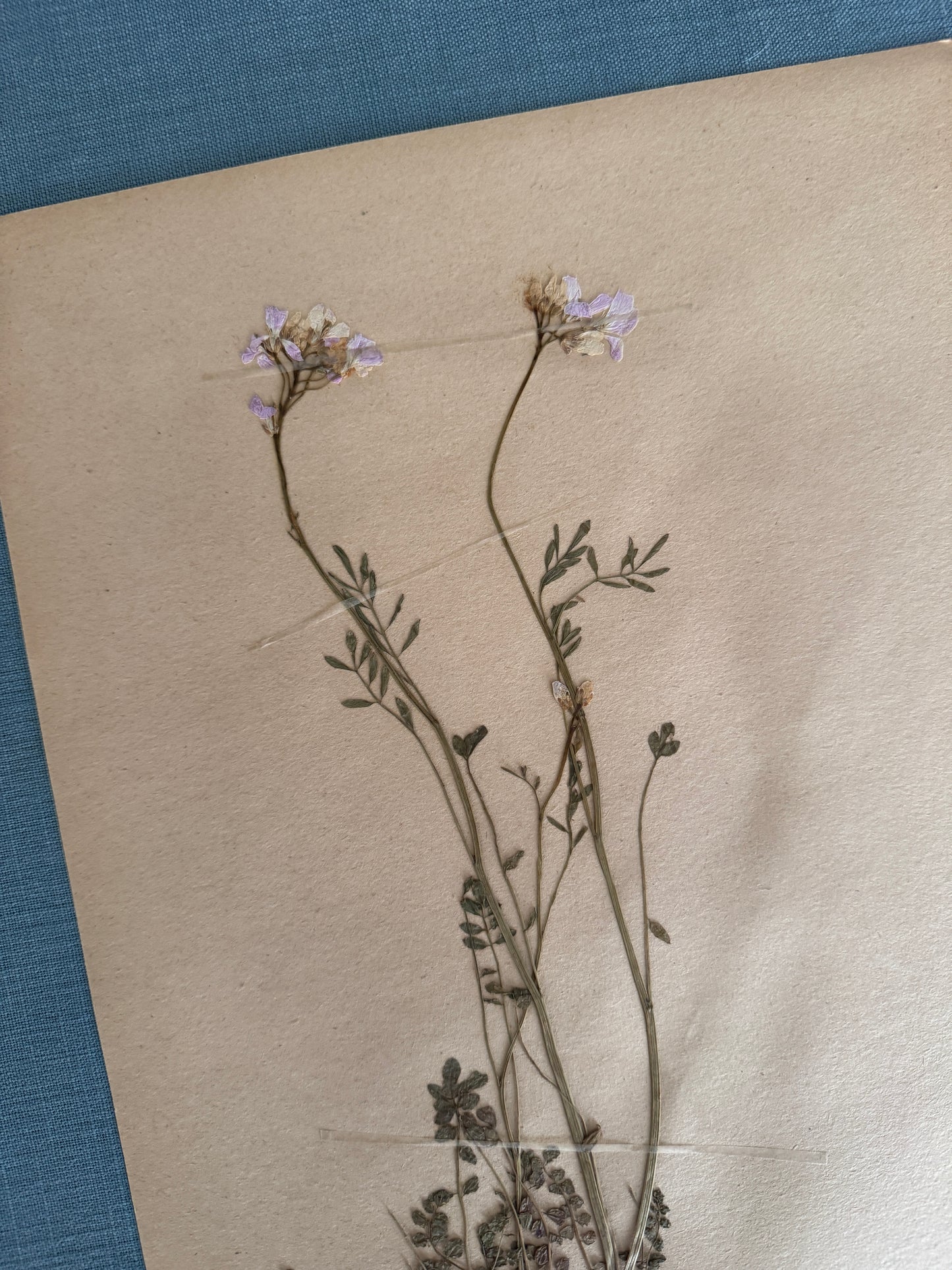 Antique Herbarium Page - Cuckoo Flower