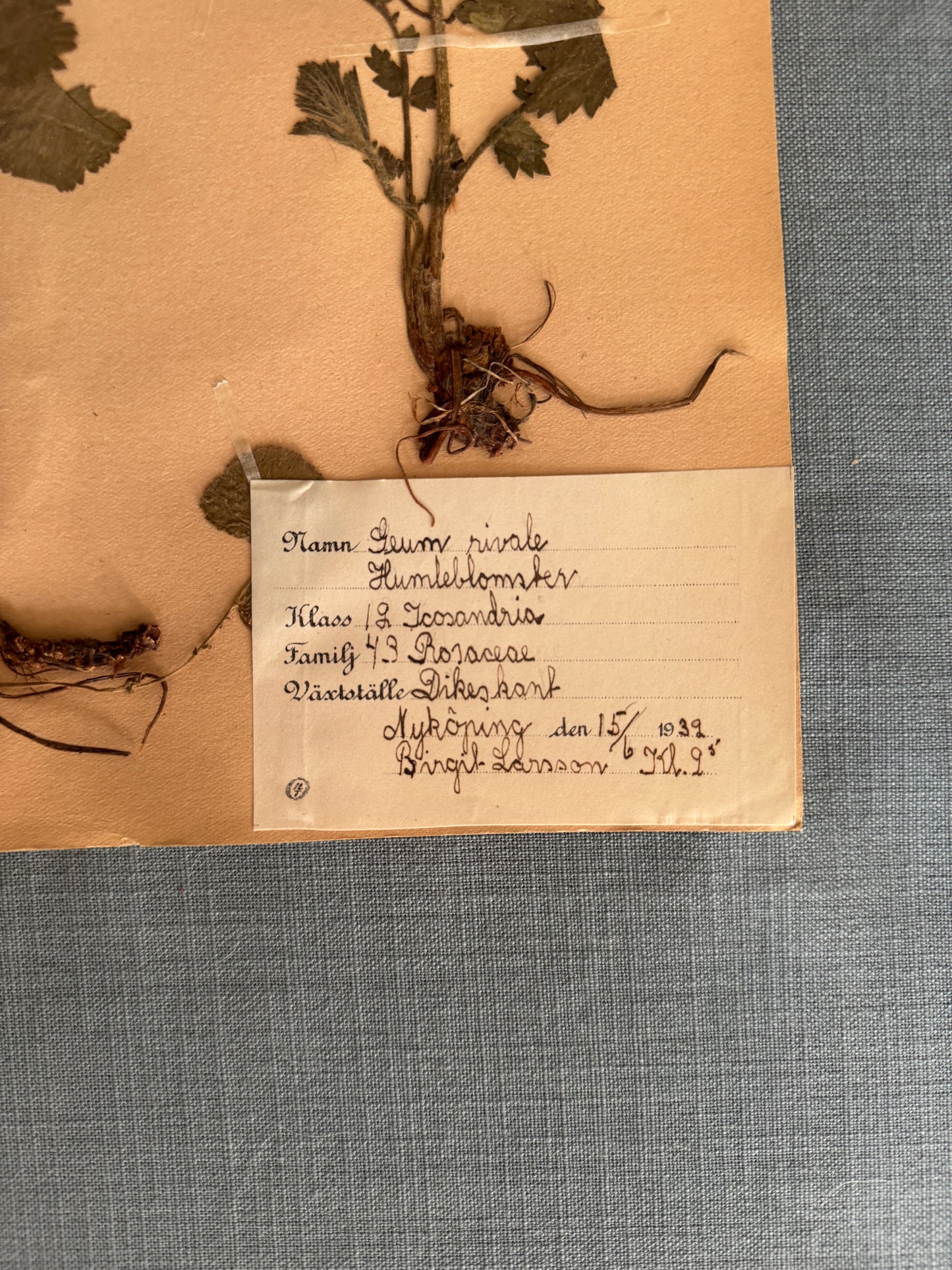 Antique Herbarium Page - Water Avens
