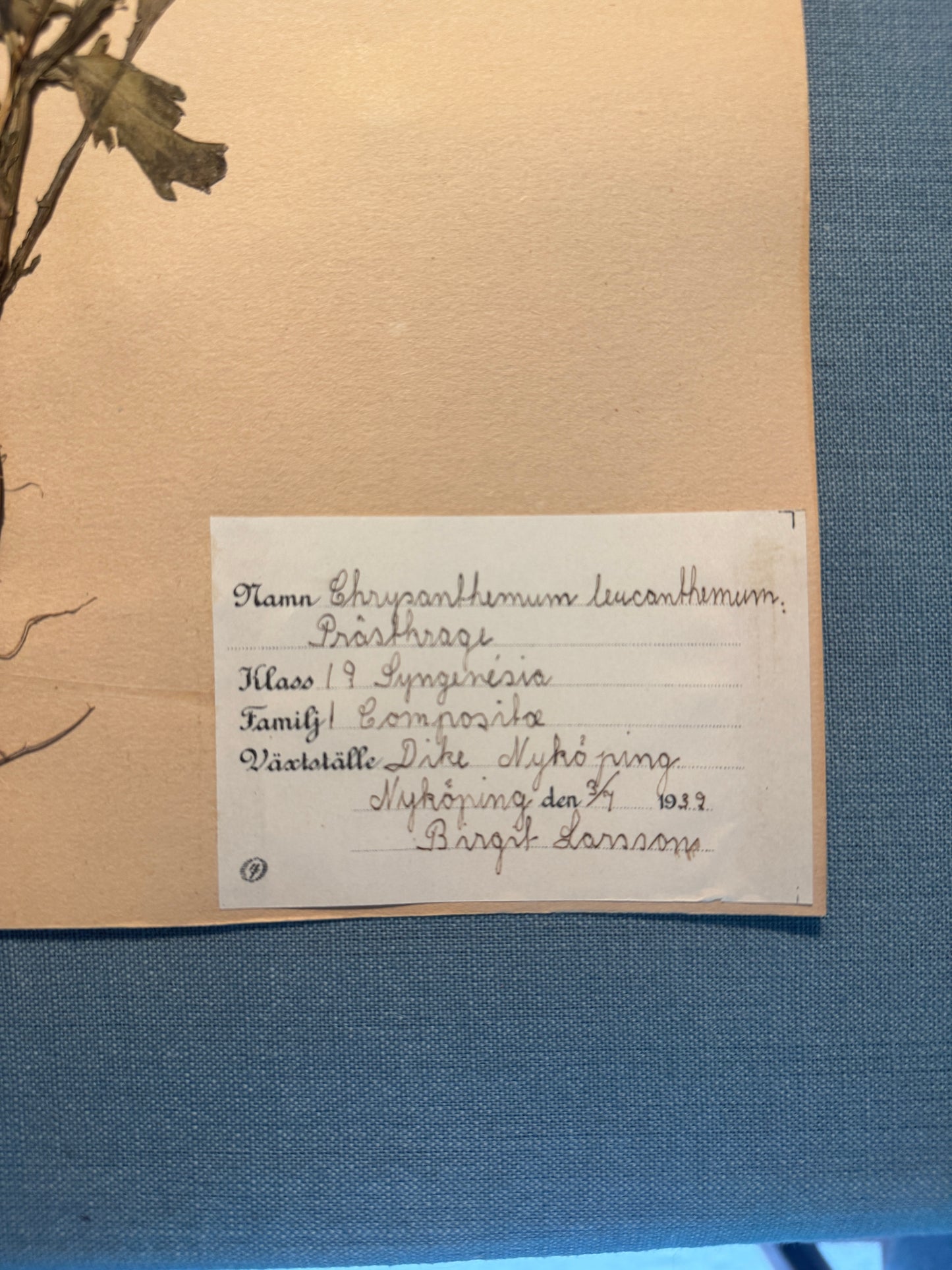 Antique Herbarium Page - Ox-Eye Daisy