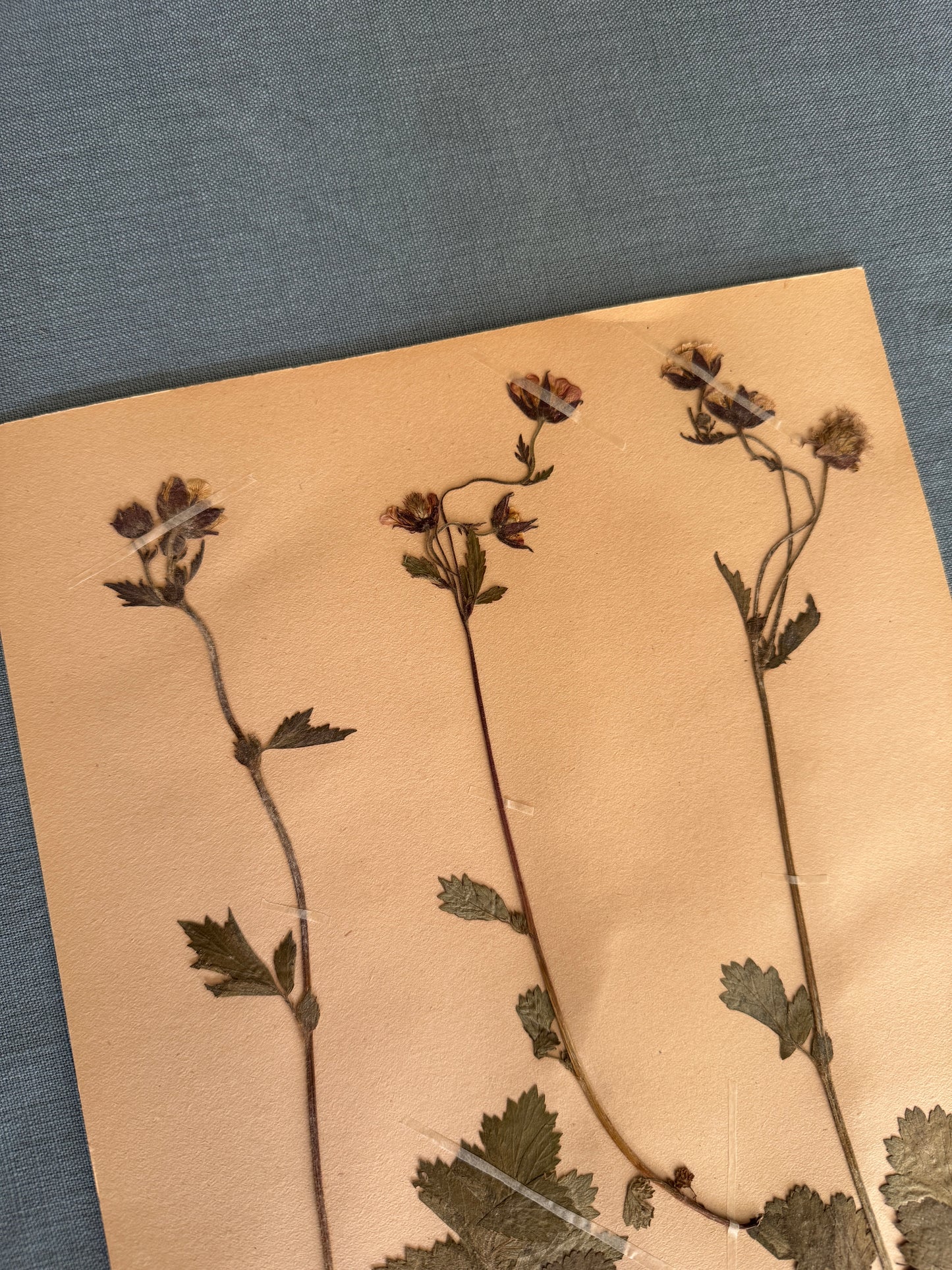 Antique Herbarium Page - Water Avens