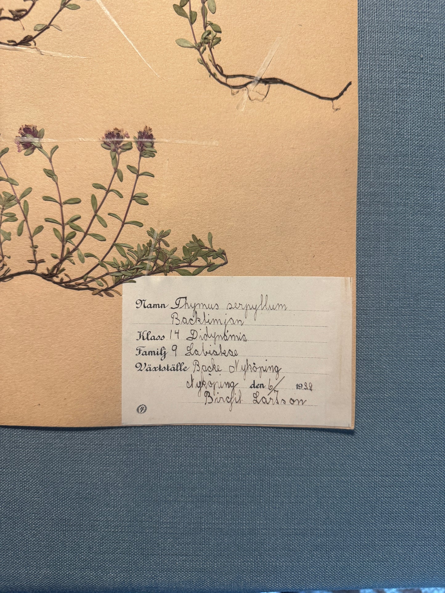 Antique Herbarium Page - Wild Thyme