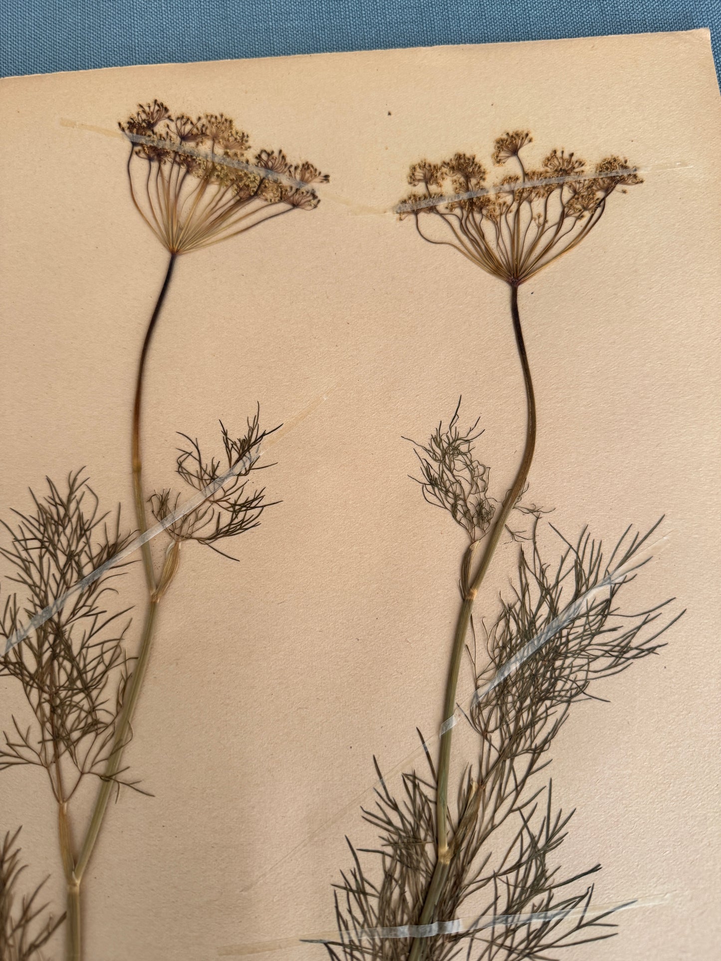 Antique Herbarium Page - Dill