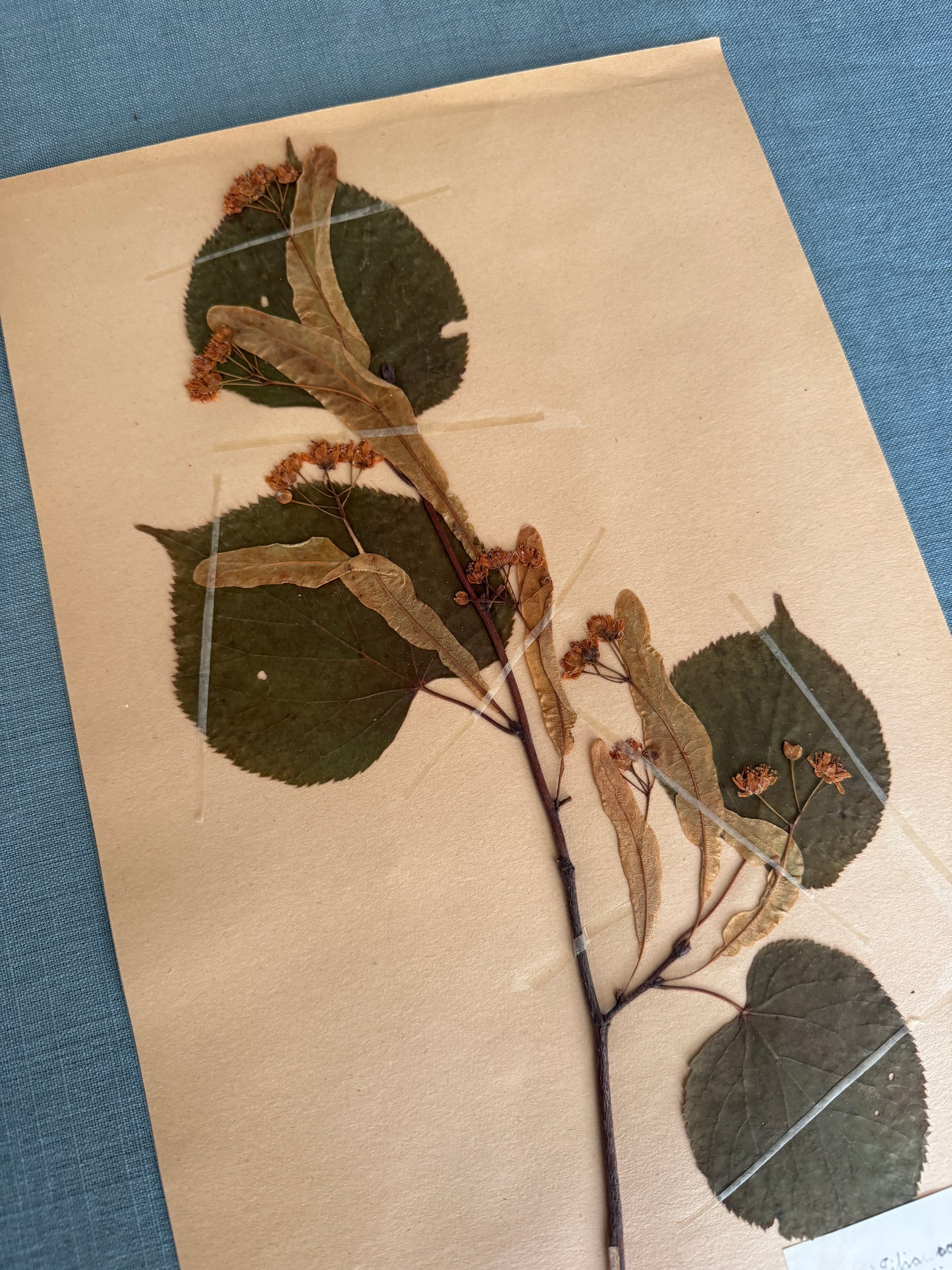 Antique Herbarium Page - Lime Tree