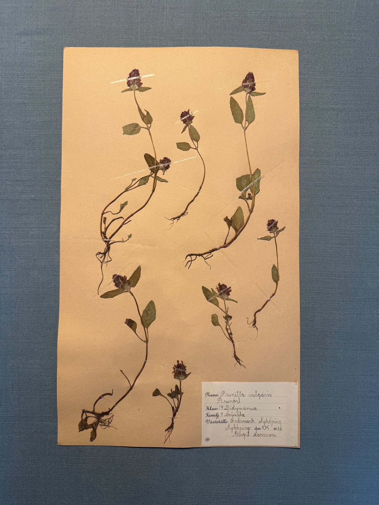 Antique Herbarium Page - Selfheal