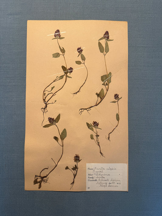 Antique Herbarium Page - Selfheal