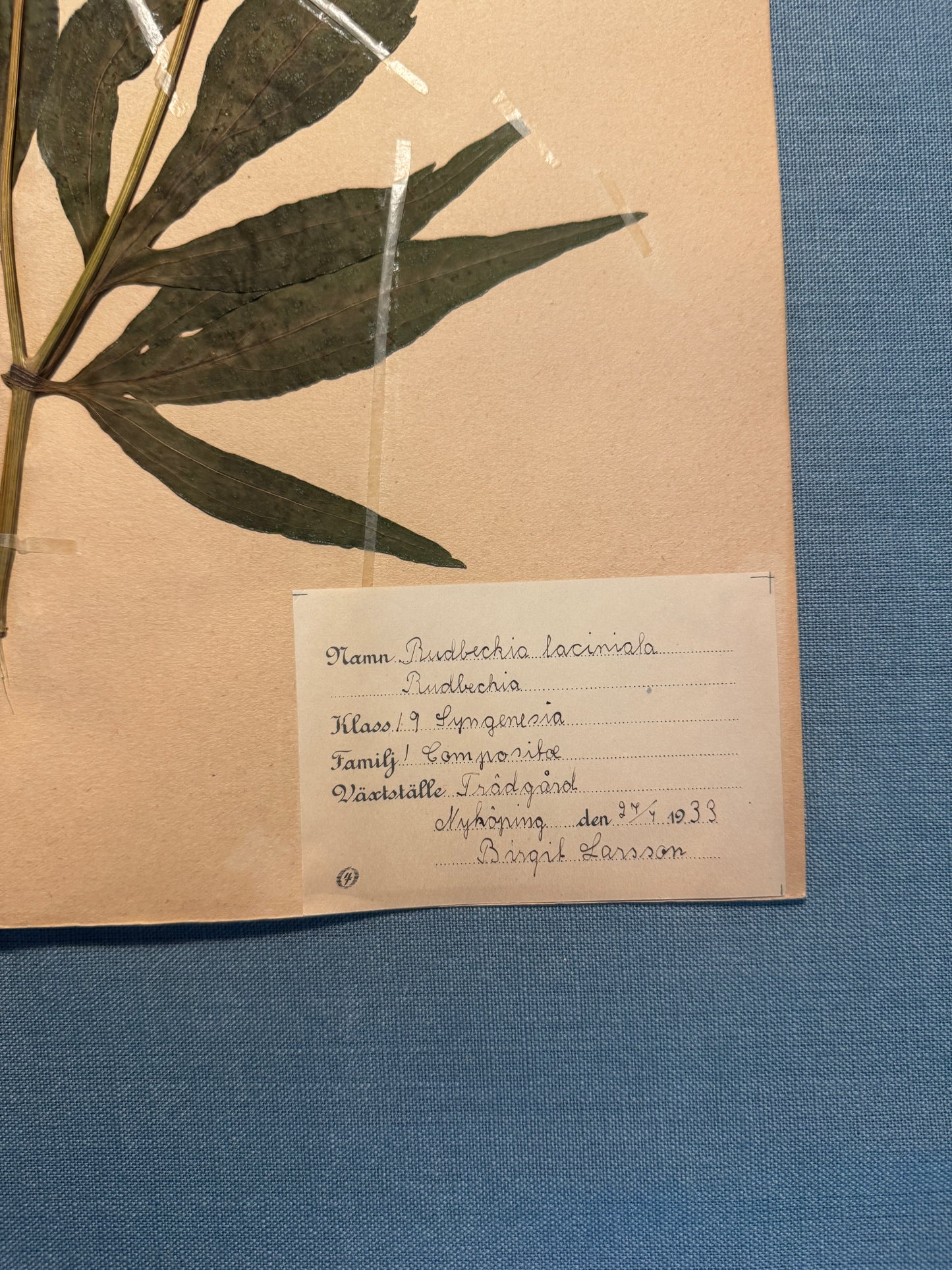 Antique Herbarium Page - Black Eyed Susan