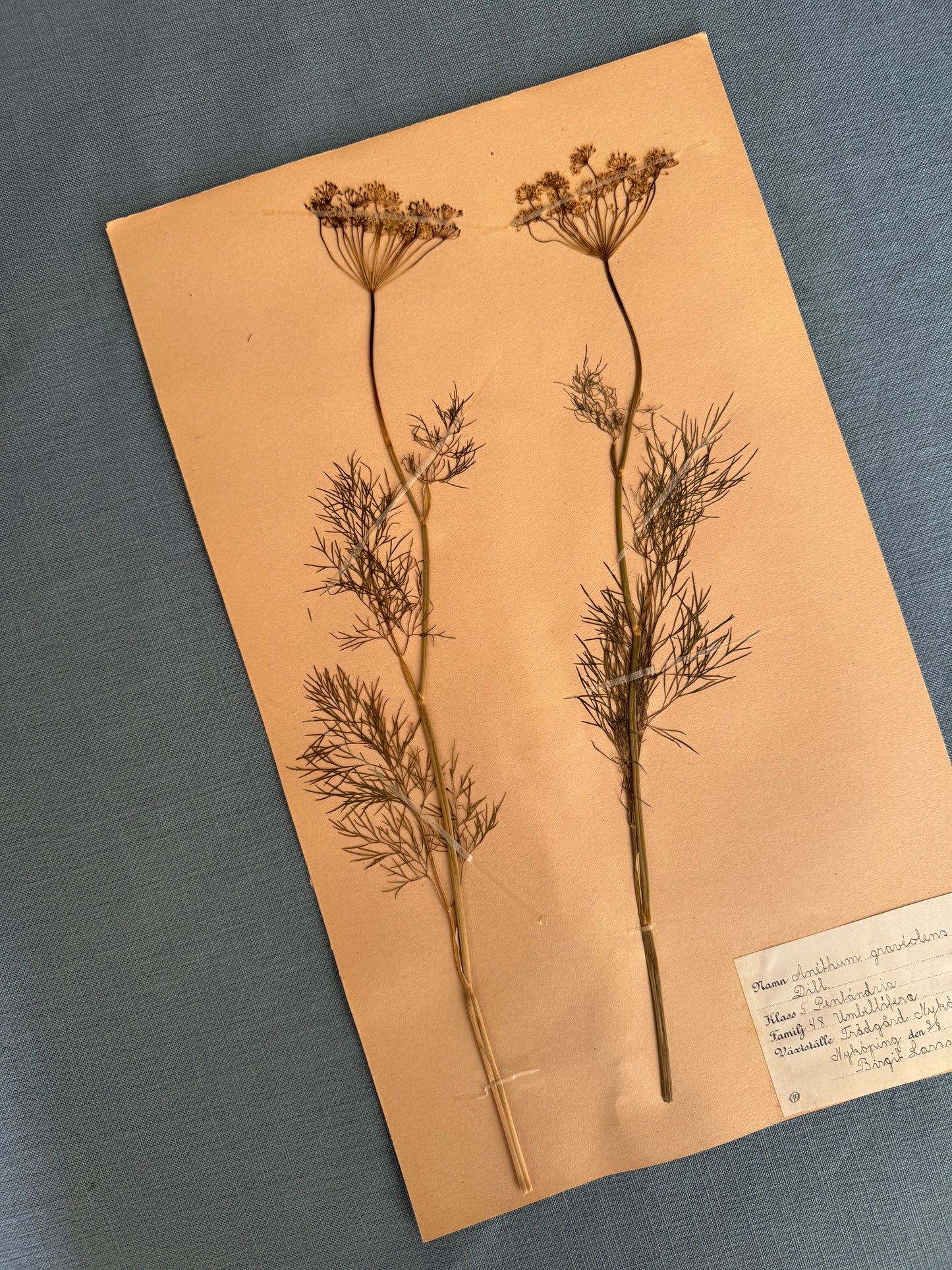Antique Herbarium Page - Dill