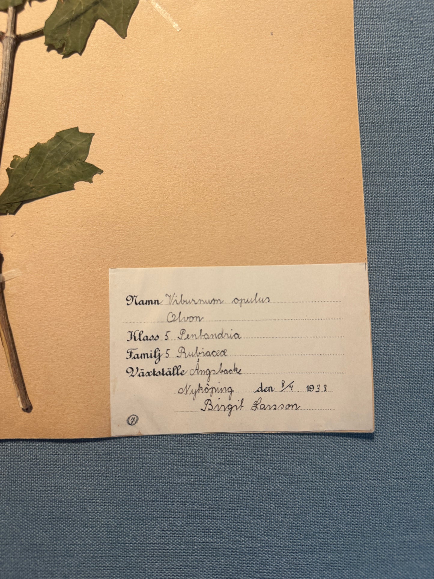 Antique Herbarium Page - Guelder Rose