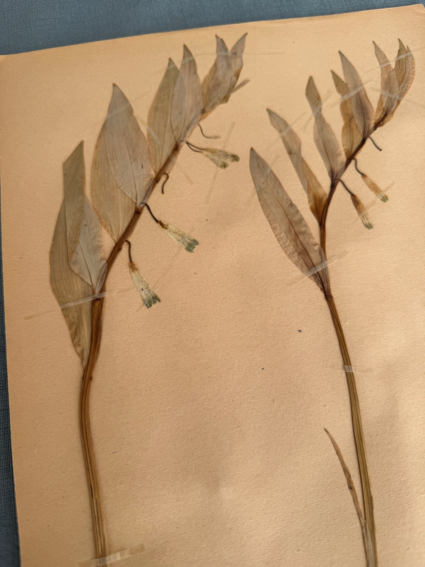 Antique Herbarium Page - Solomon’s Seal
