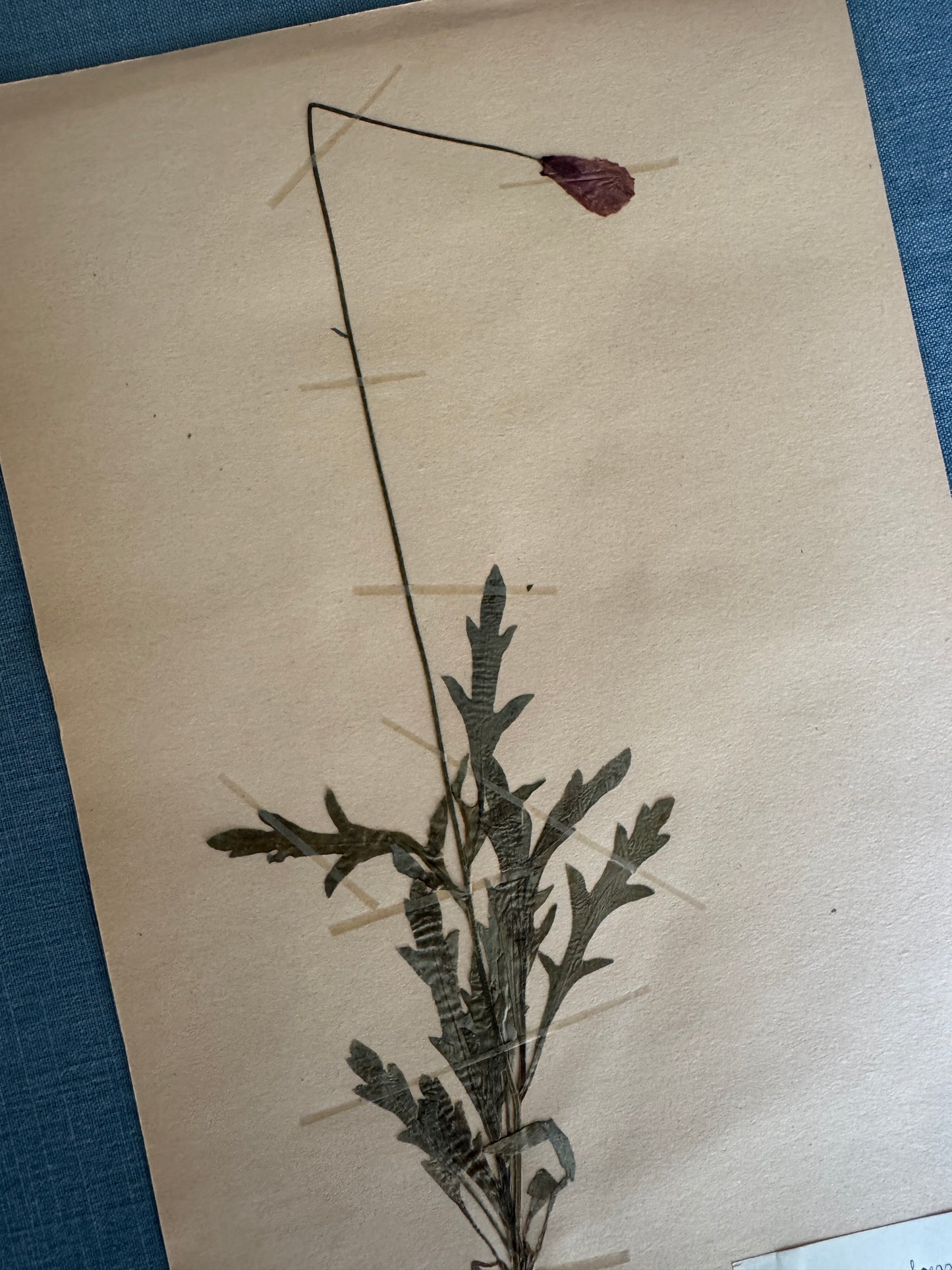 Antique Herbarium Page - Poppy