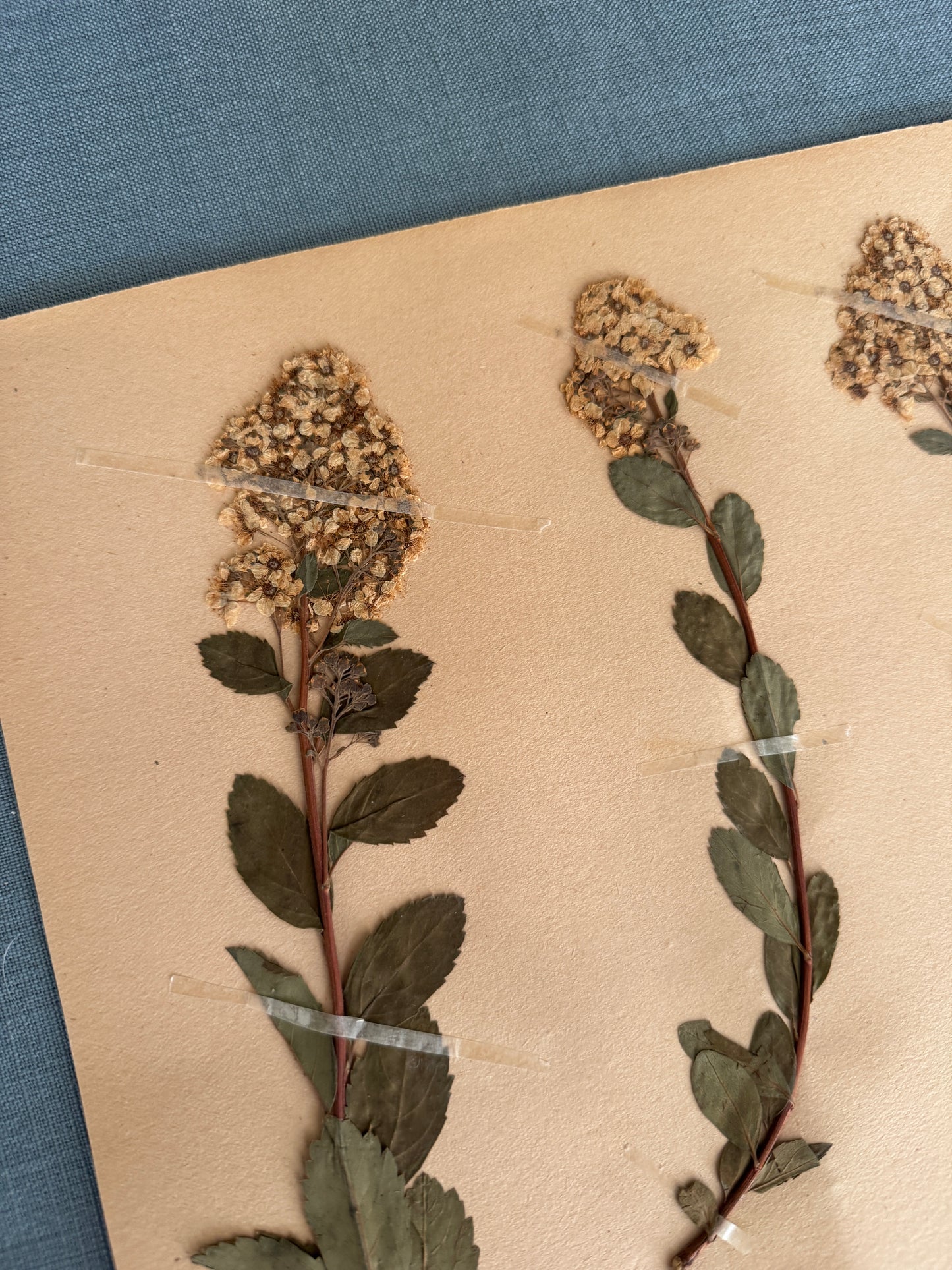 Antique Herbarium Page - Meadowsweet