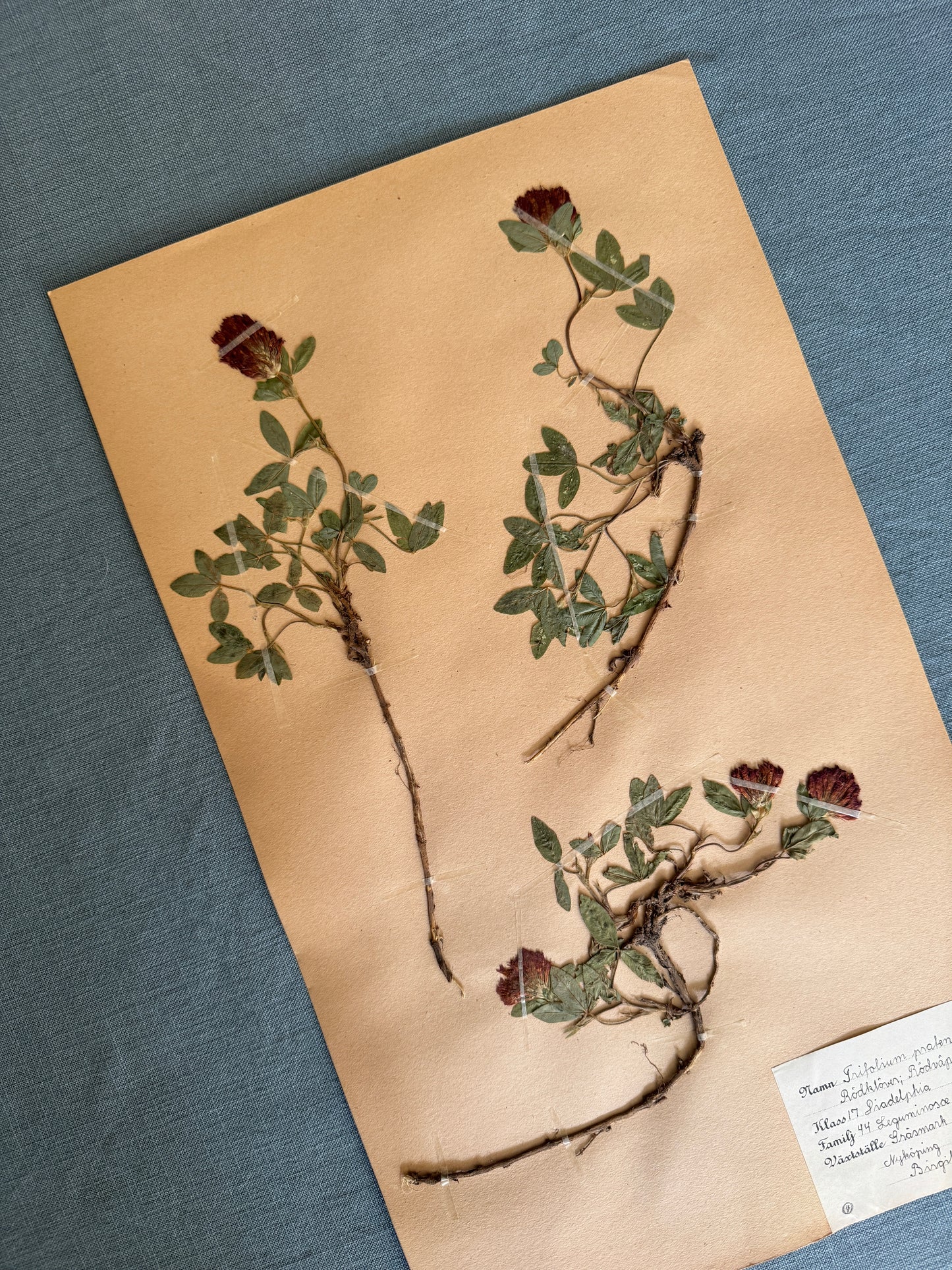 Antique Herbarium Page - Red Clover